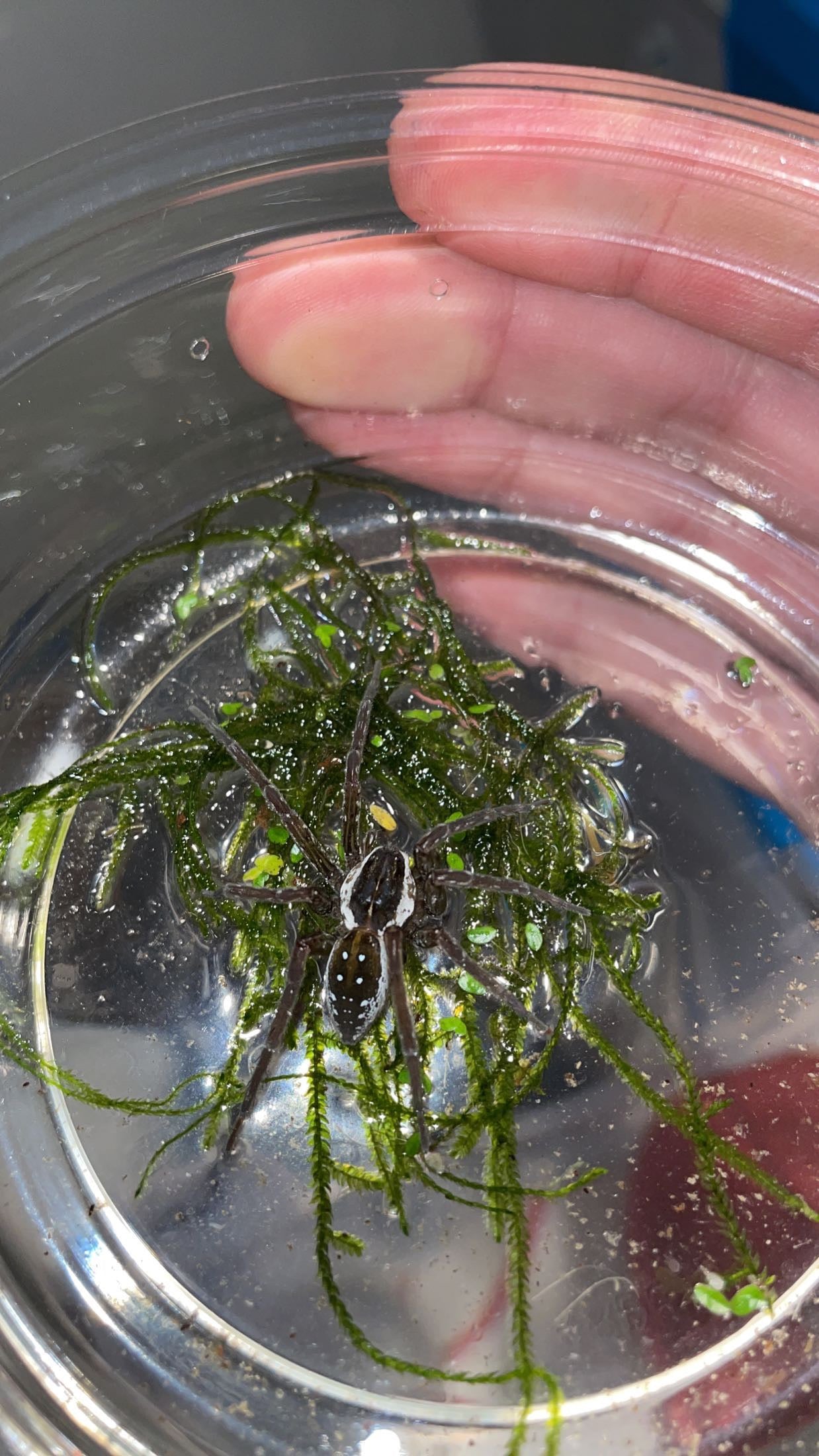 Six-spotted Fishing Spider (Dolomedes triton)