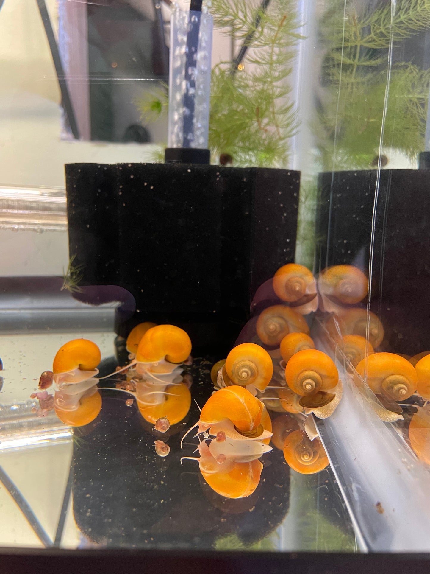 Gold Mystery Snail (Pomacea bridgesii)