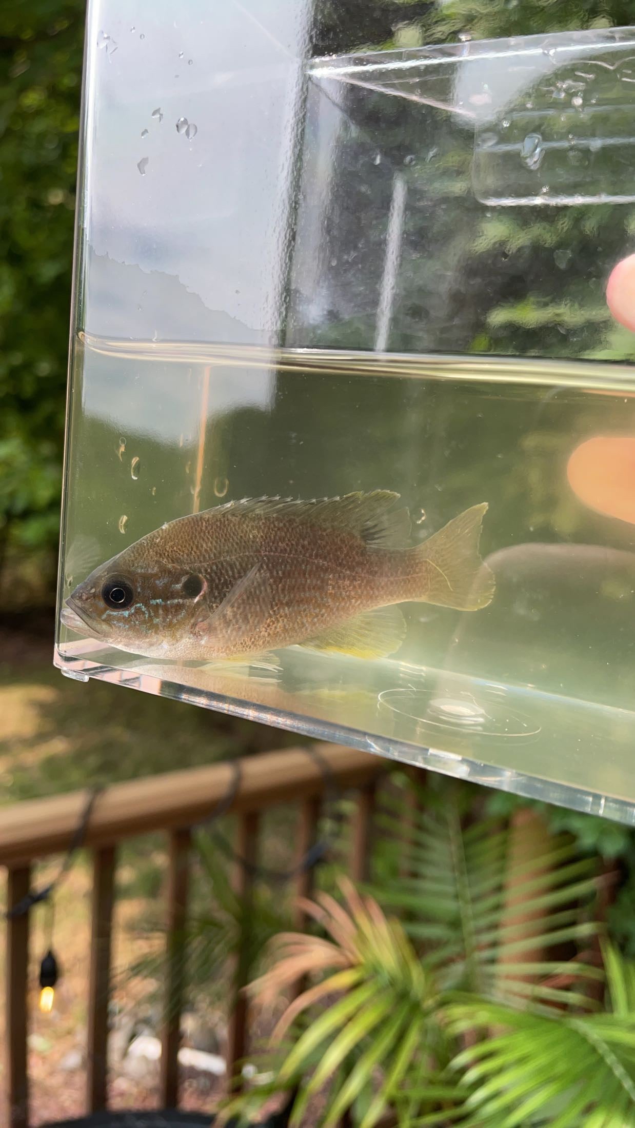 Green Sunfish (Lepomis cyanellus)