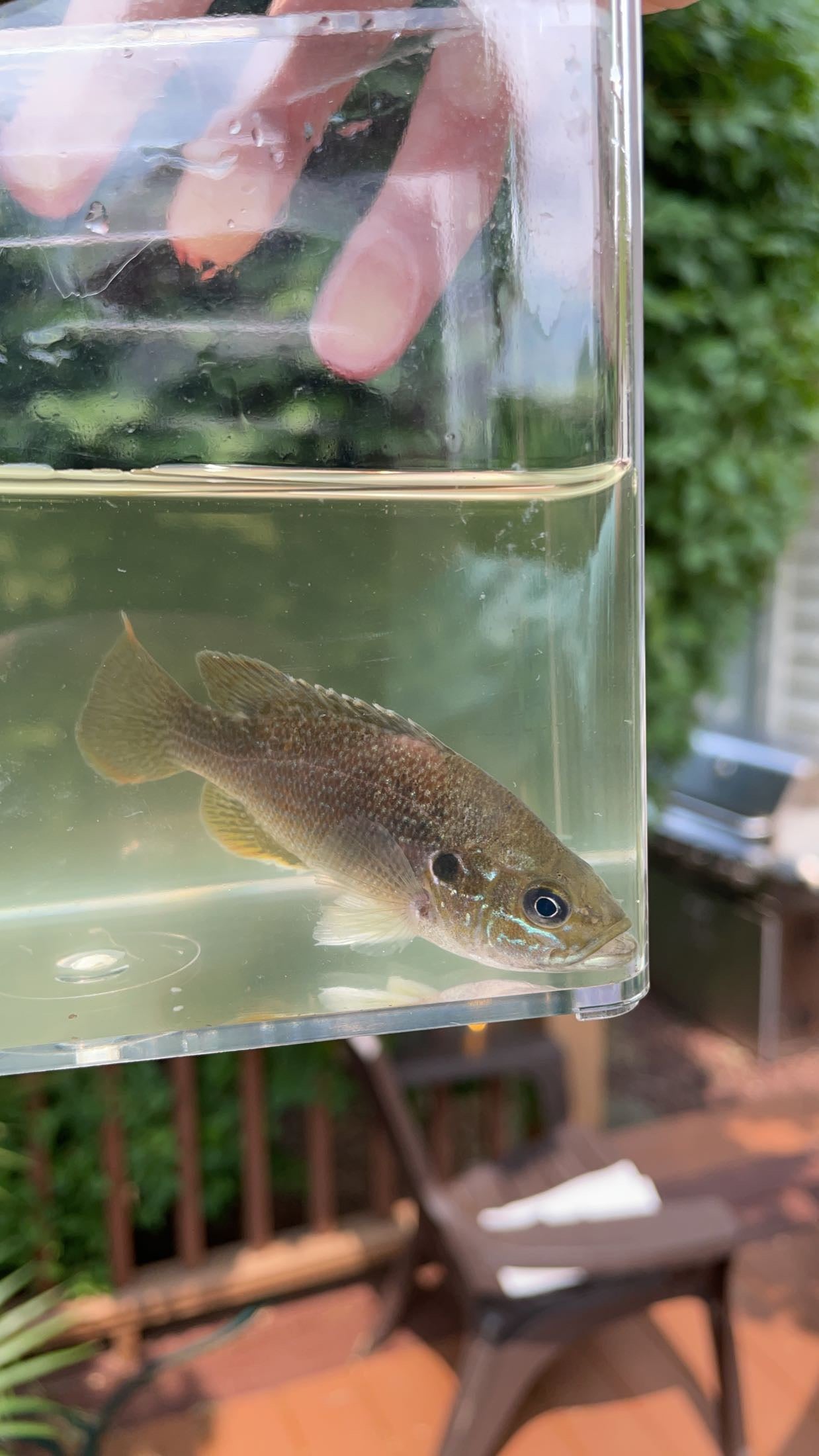 Green Sunfish (Lepomis cyanellus)