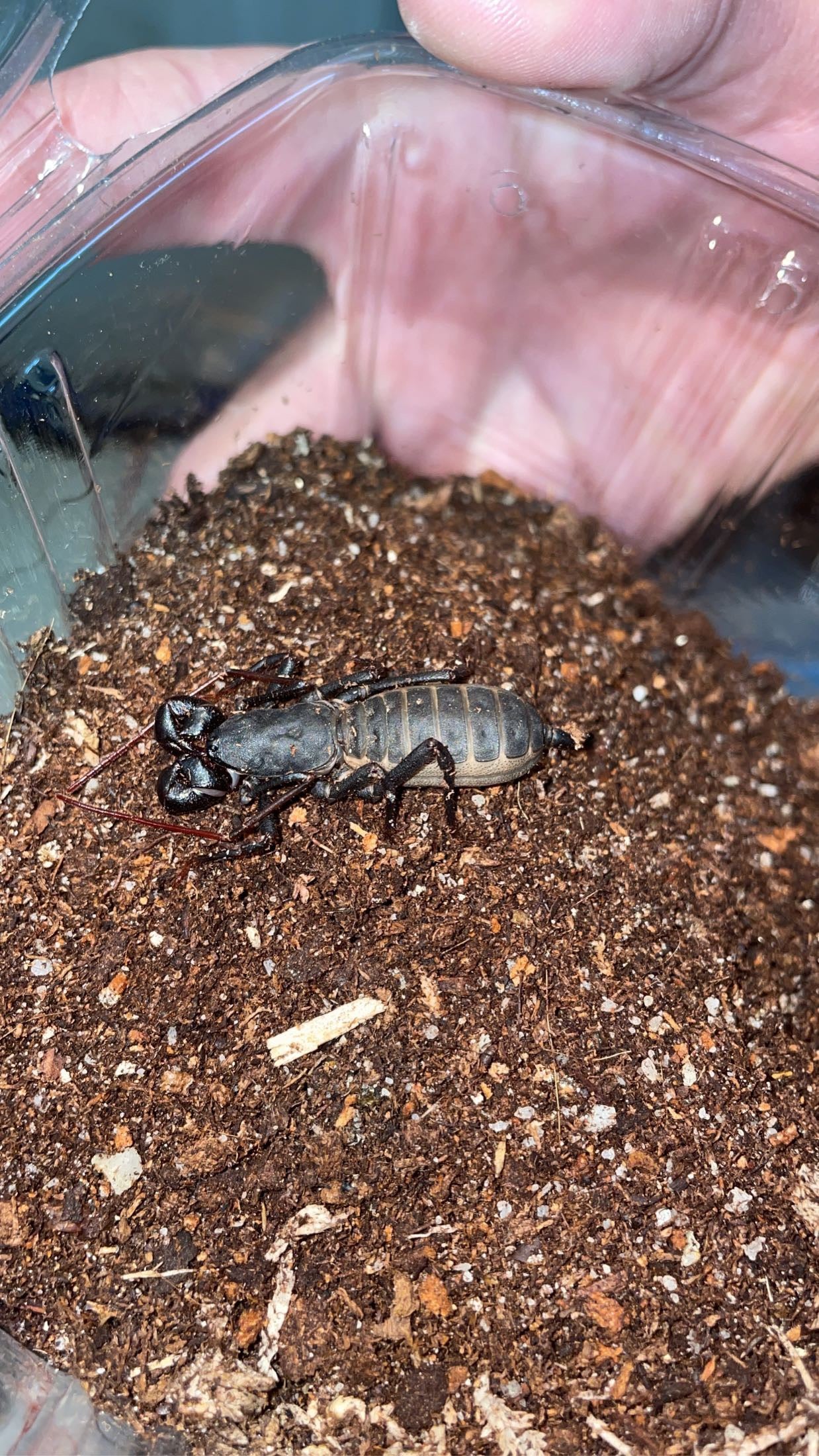 Florida Vinegaroon (Mastigoproctus floridanus)