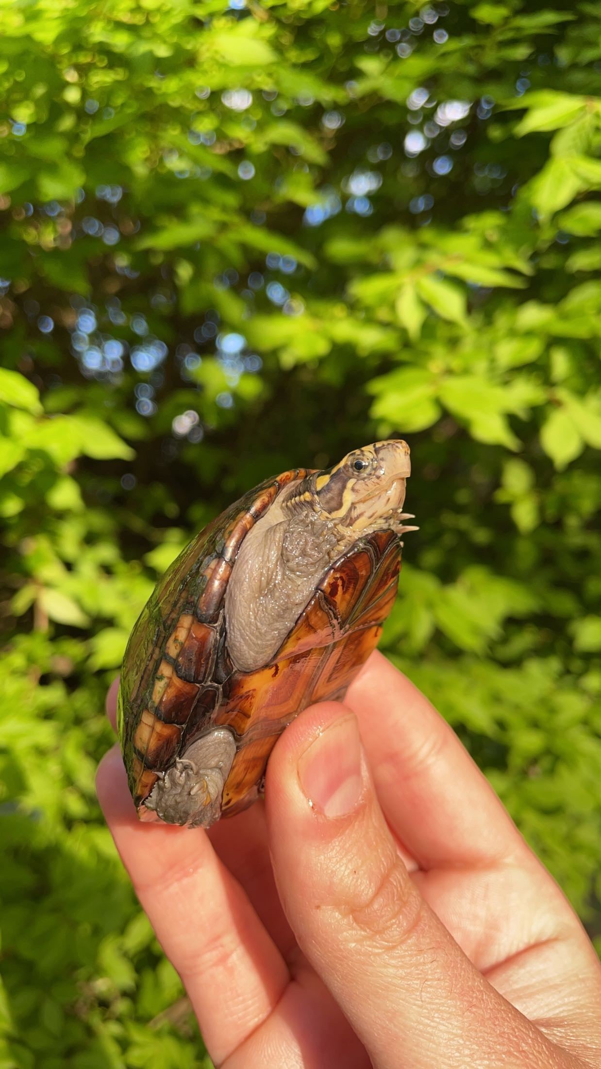 Mississippi Mud Turtle (Kinosternon s. hippocrepis)
