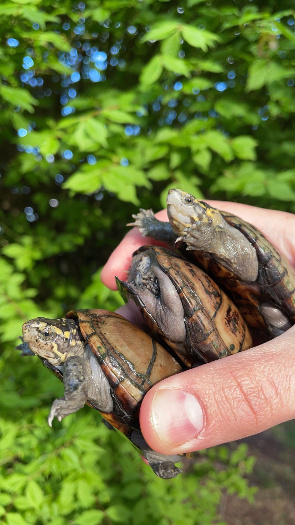 Mississippi Mud Turtle (Kinosternon s. hippocrepis)