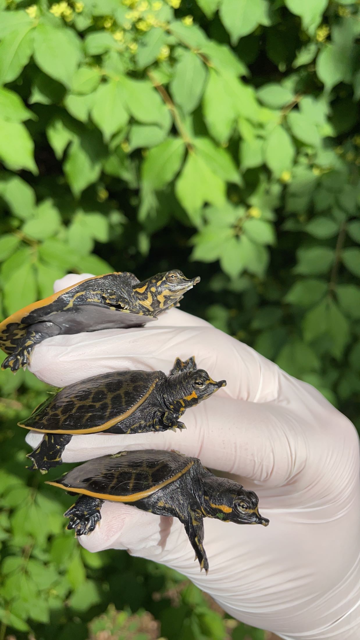 Florida Softshell Turtle (Apalone ferox)