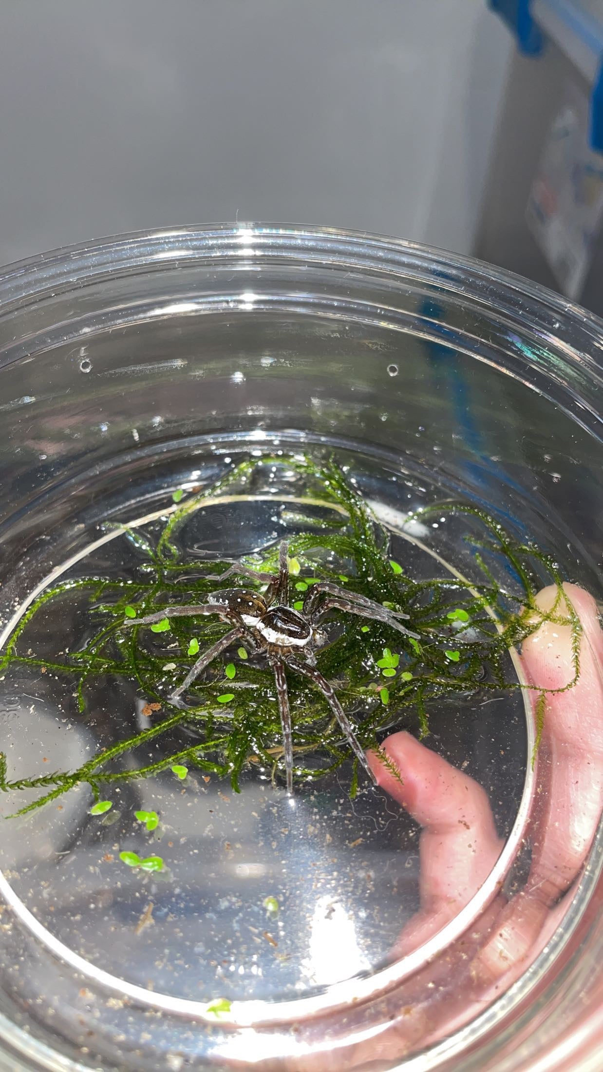 Six-spotted Fishing Spider (Dolomedes triton)