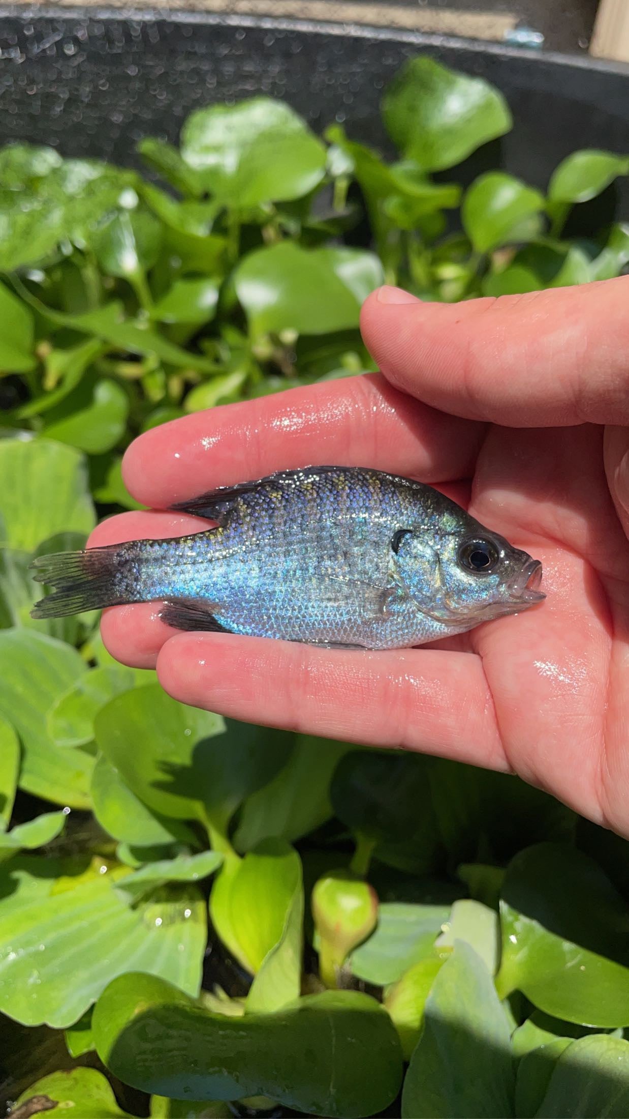 Bluegill (Lepomis macrochirus)