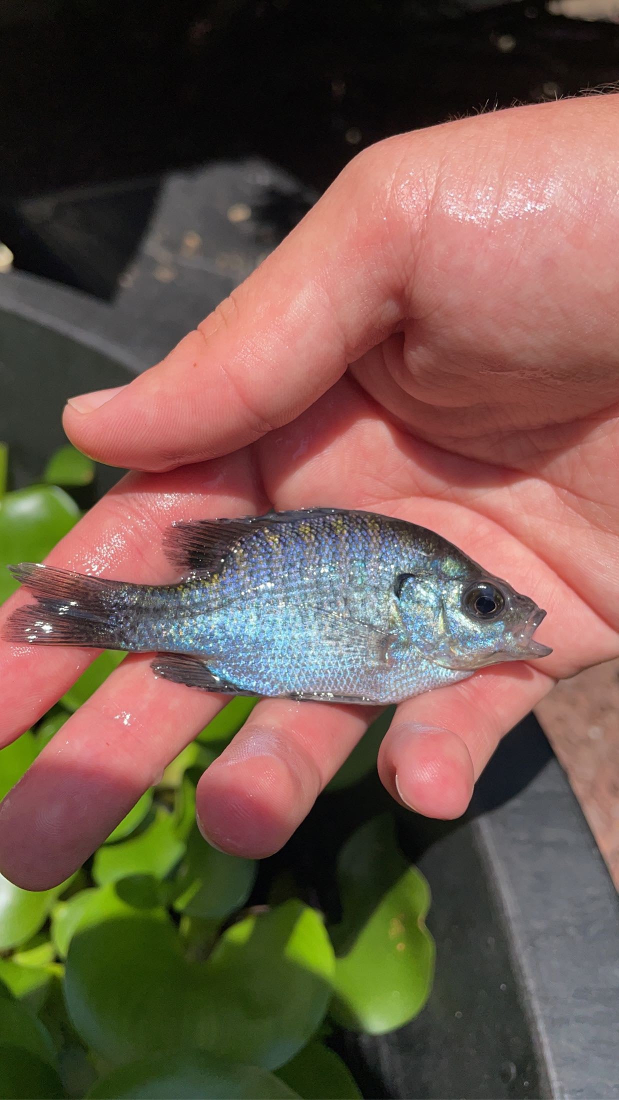 Bluegill (Lepomis macrochirus)