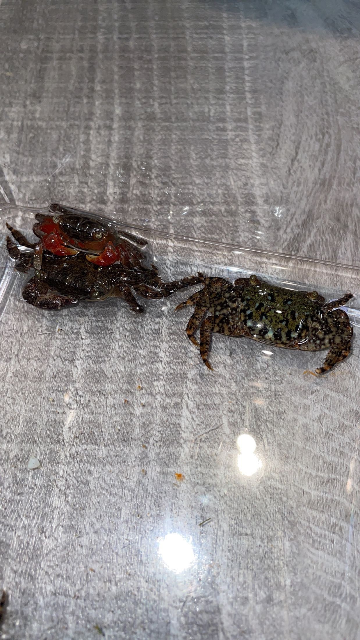 Messor’s Shore Crab (Metopograpsus messor)