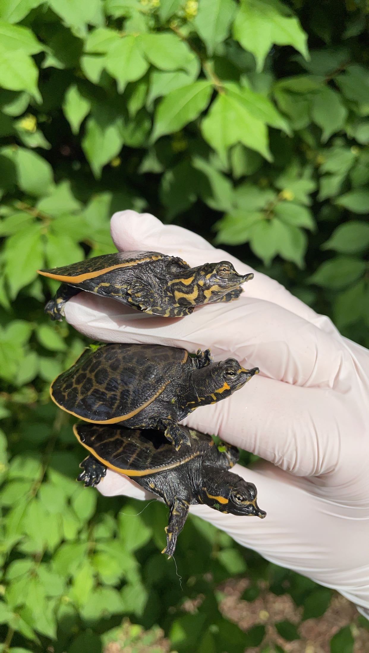 Florida Softshell Turtle (Apalone ferox)