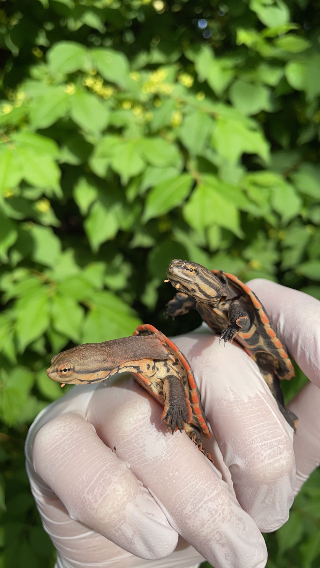 Geoffroy’s Side-necked Turtle (Phrynops geoffroanus)
