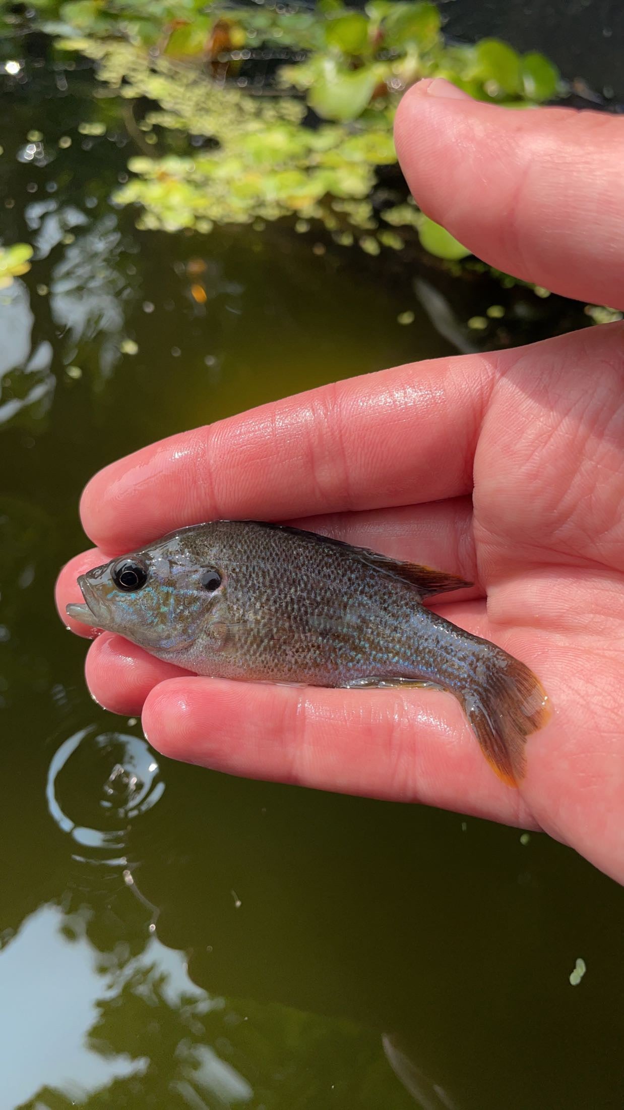 Green Sunfish (Lepomis cyanellus)