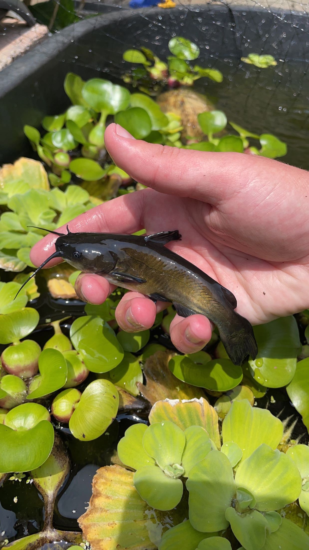 Brown Bullhead (Ameiurus nebulosus)
