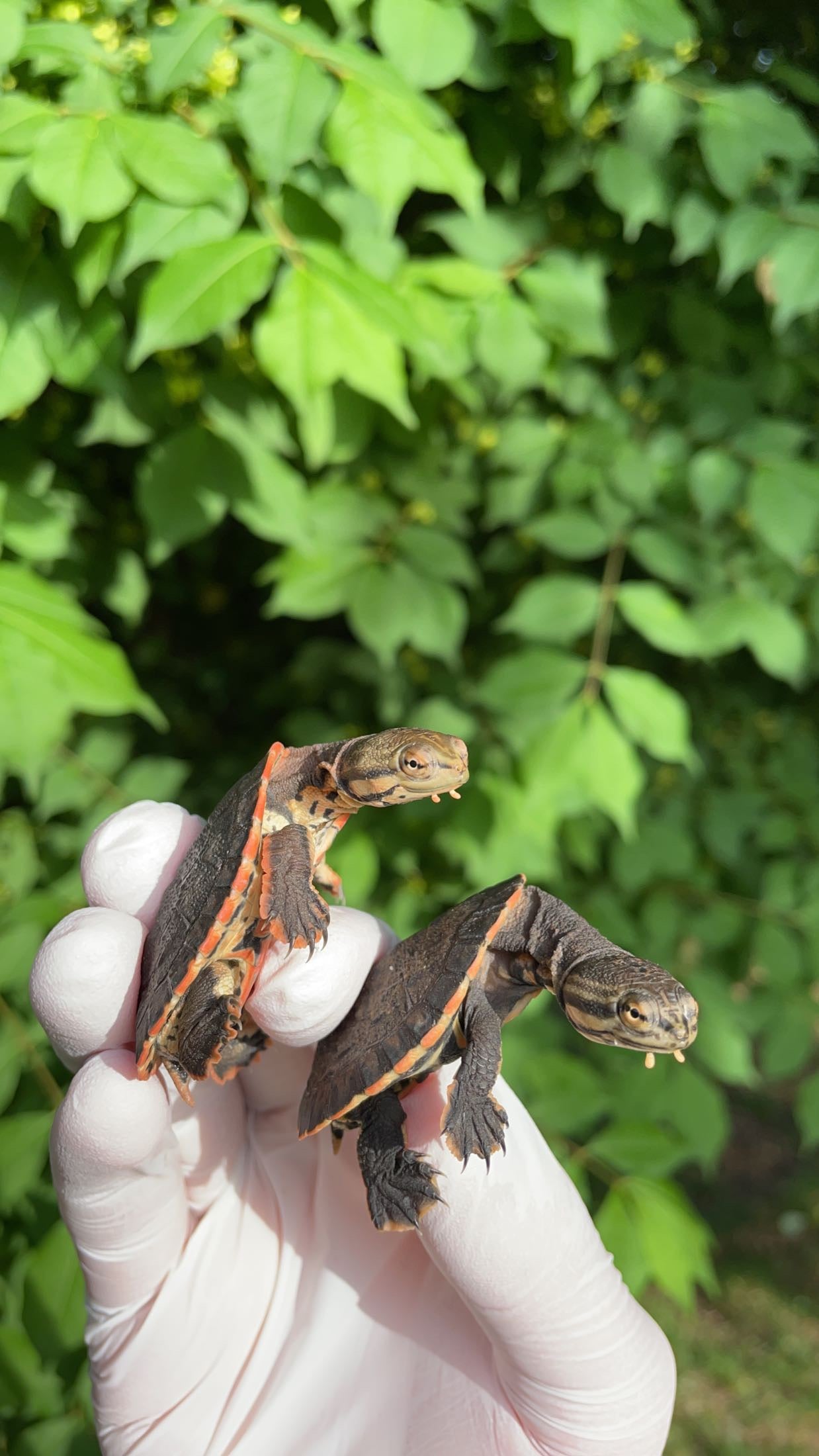 Geoffroy’s Side-necked Turtle (Phrynops geoffroanus)