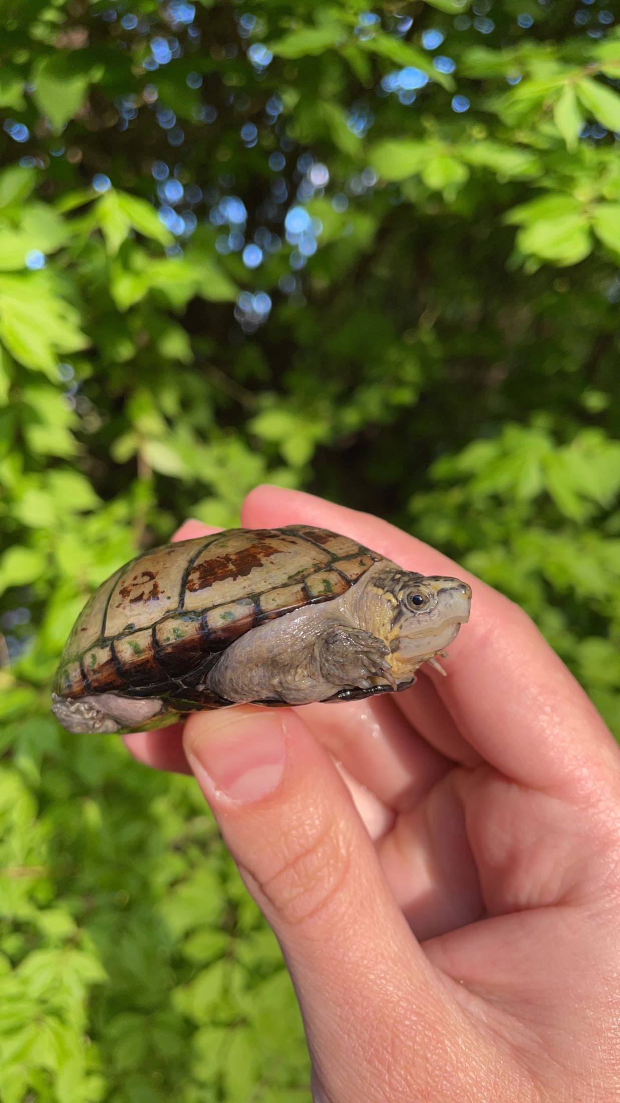 Mississippi Mud Turtle (Kinosternon s. hippocrepis)
