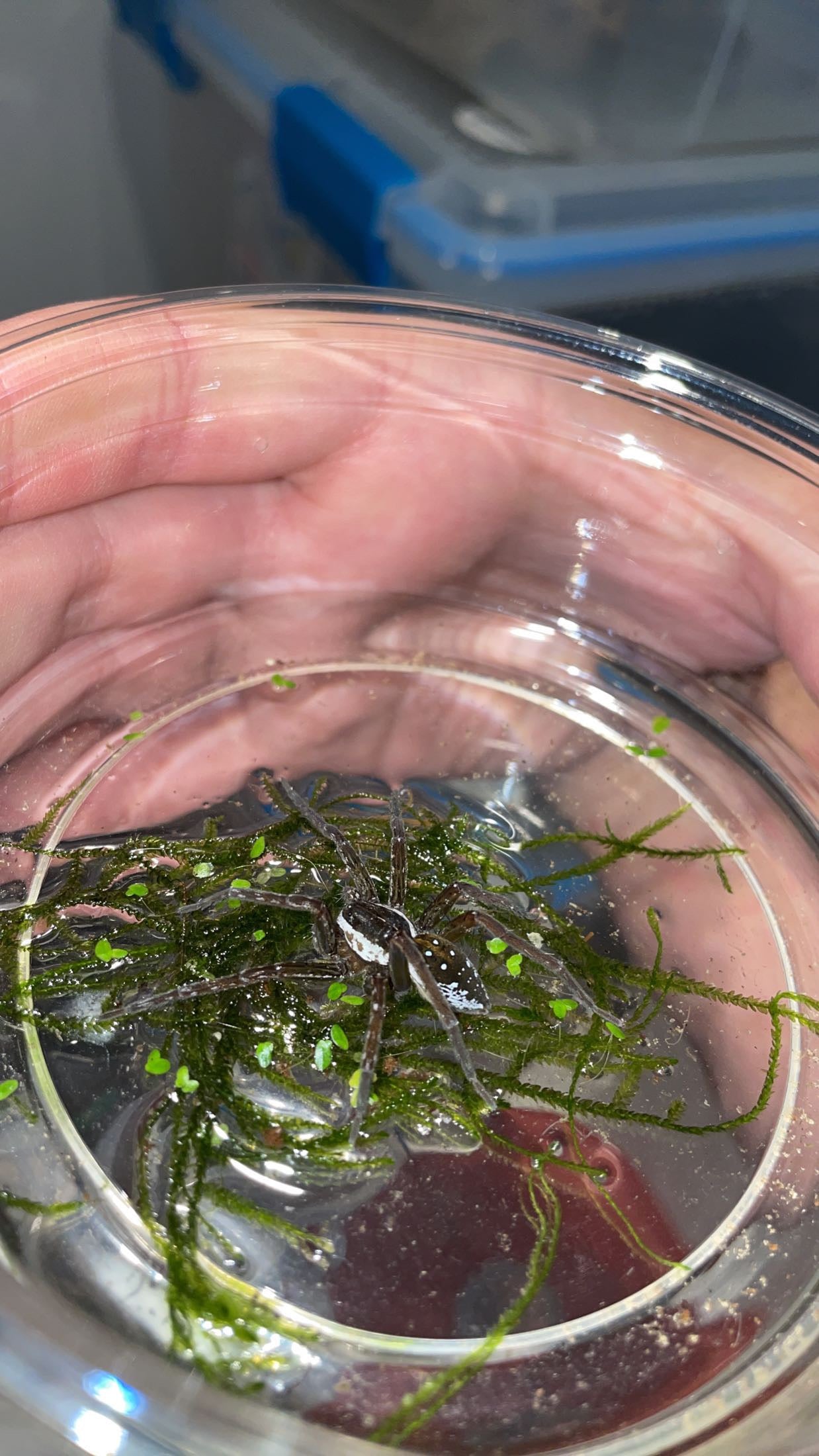 Six-spotted Fishing Spider (Dolomedes triton)