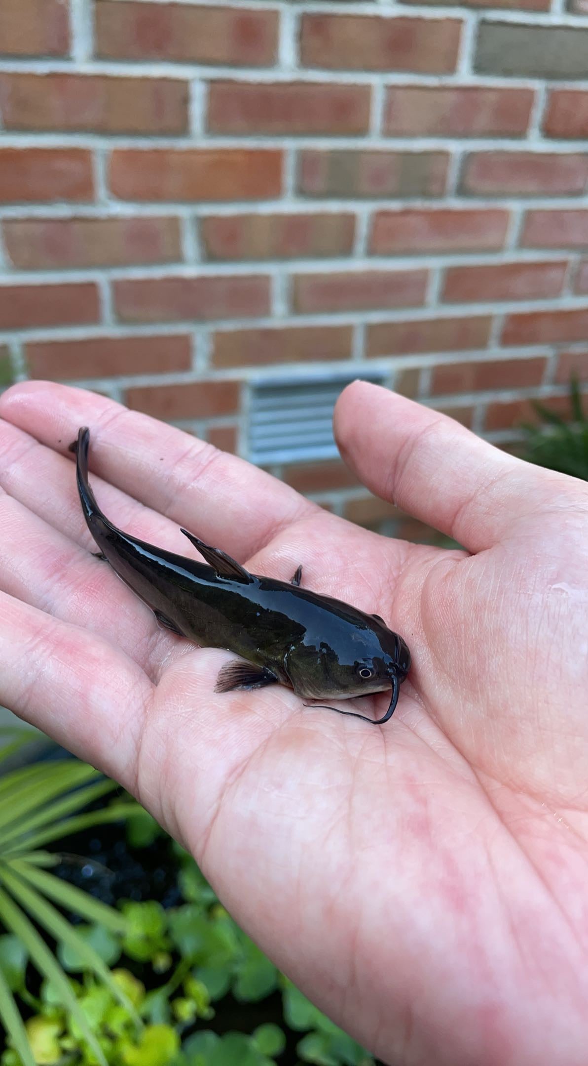 Brown Bullhead (Ameiurus nebulosus)