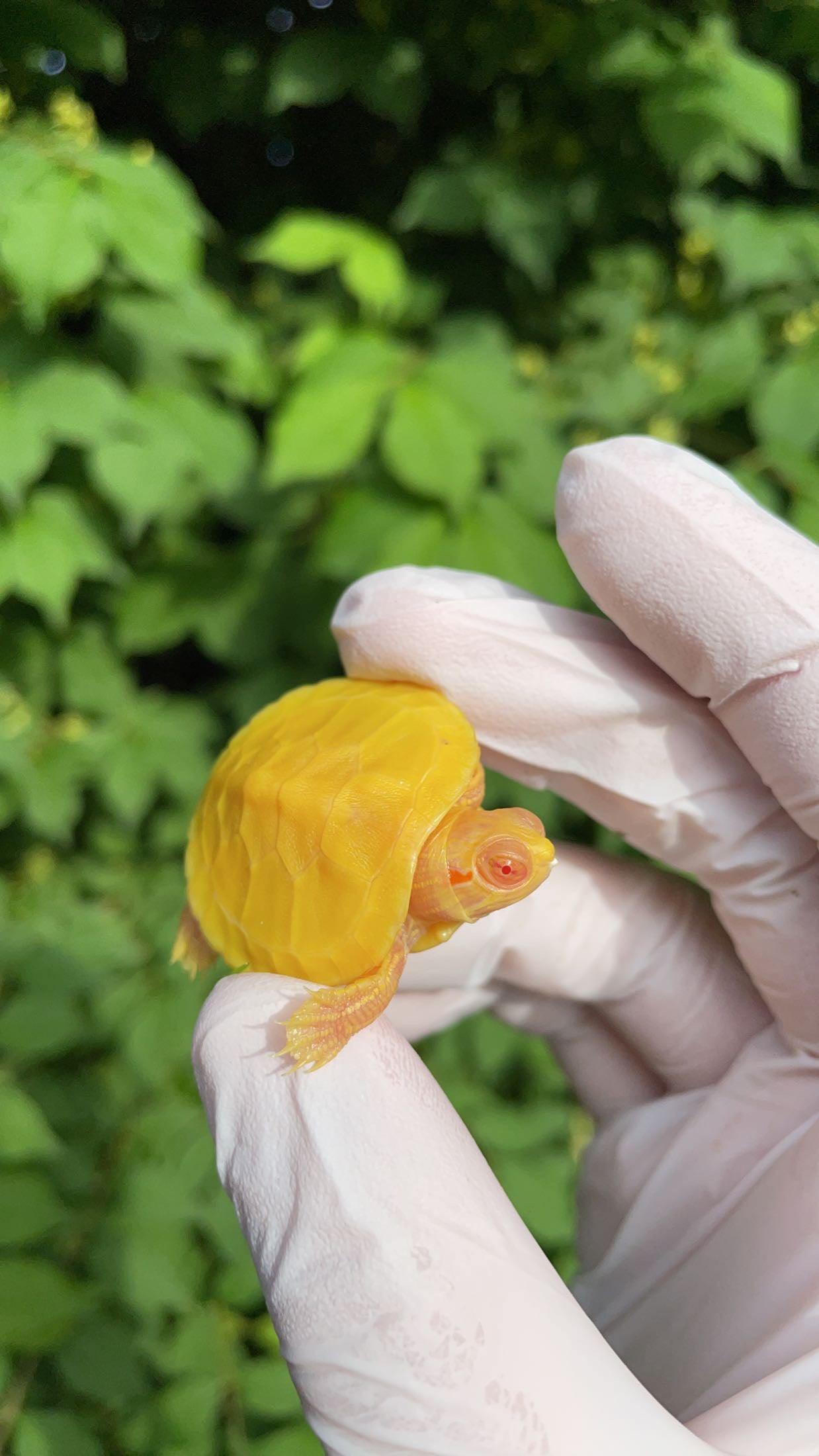 Albino Red-eared Slider (Trachemys scripta elegans)