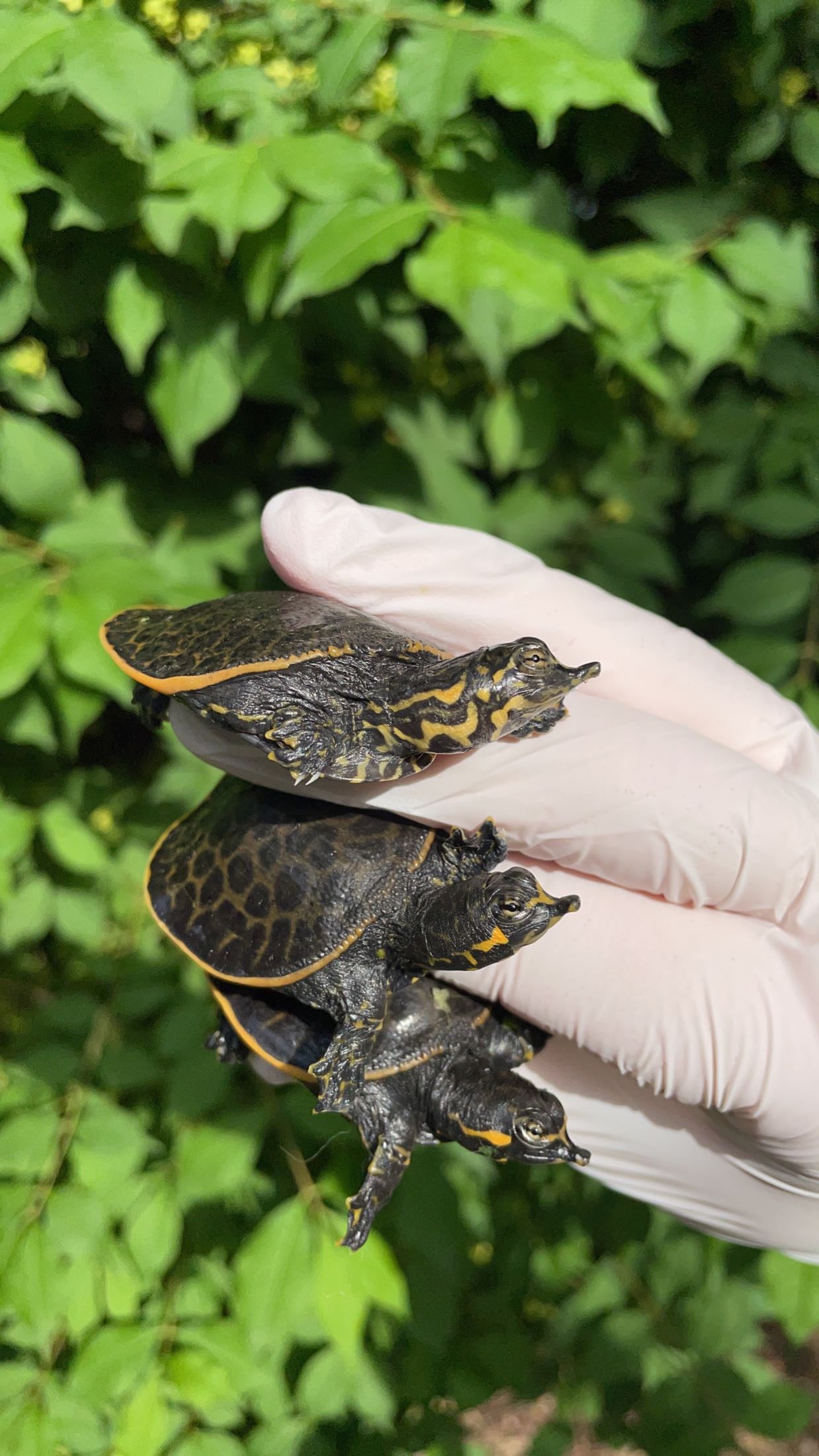 Florida Softshell Turtle (Apalone ferox)