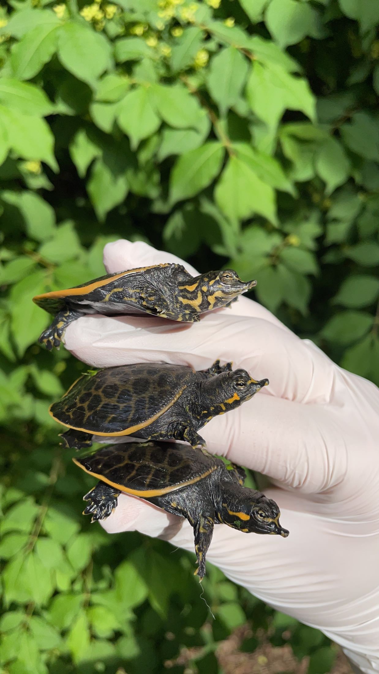 Florida Softshell Turtle (Apalone ferox)