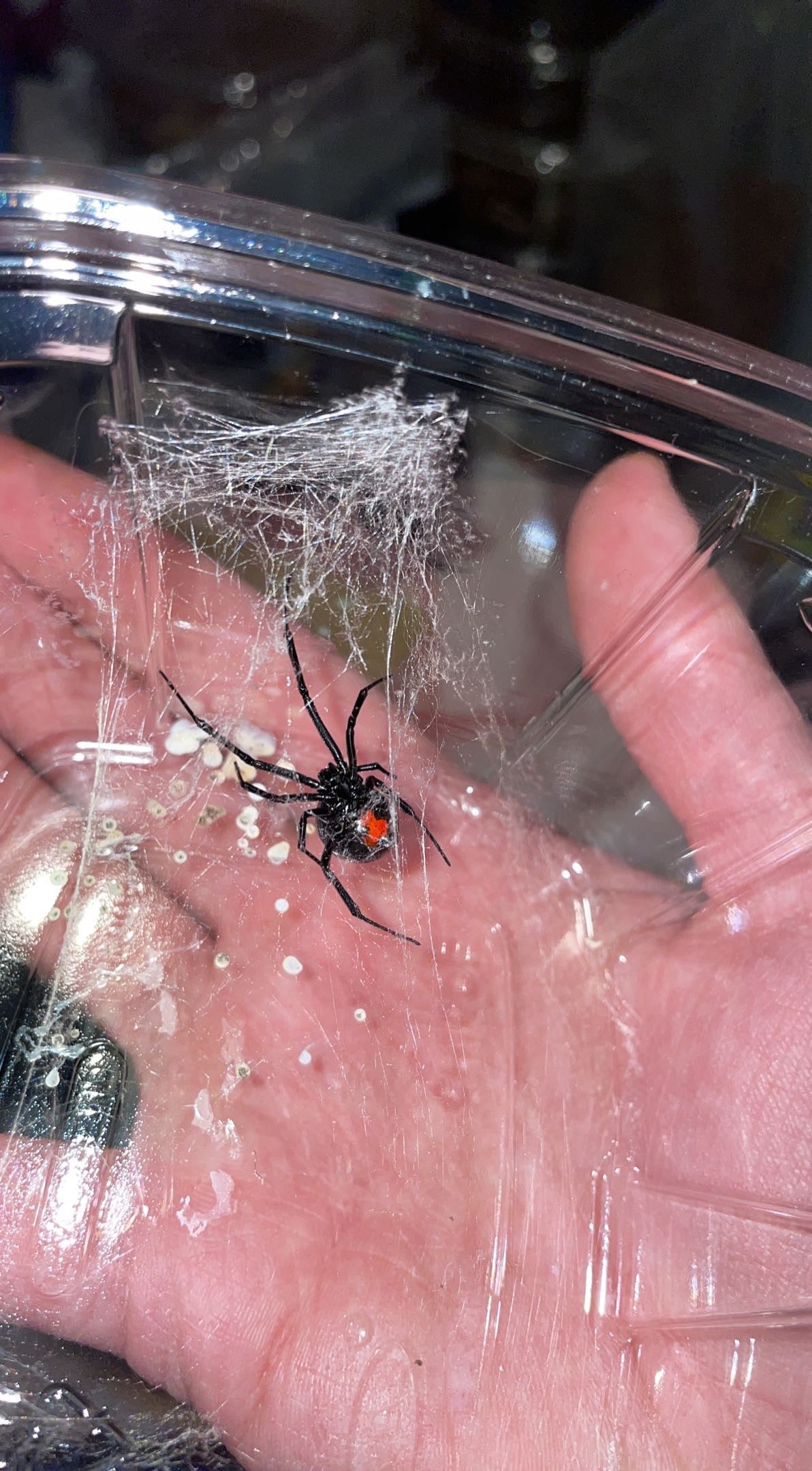 Southern Black Widow (Latrodectus mactans)