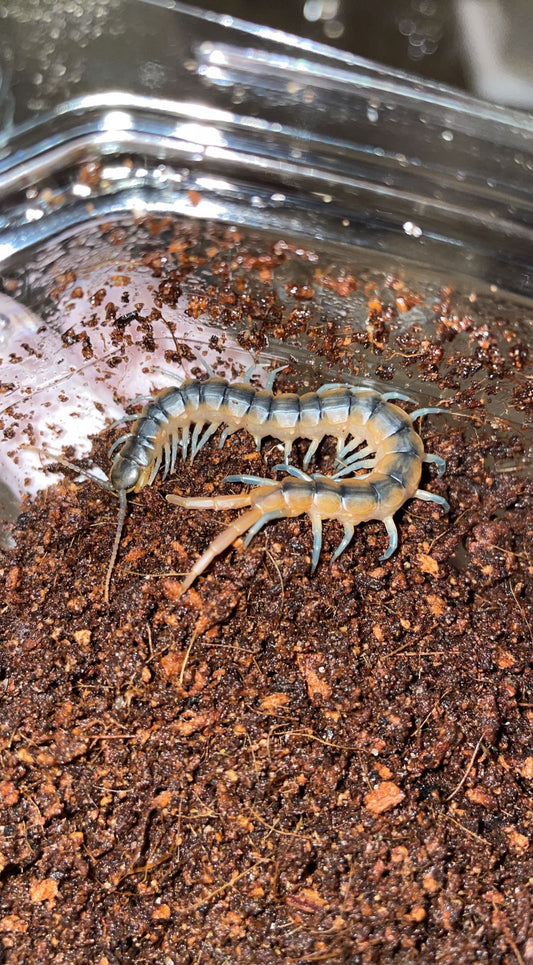 Florida Blue Centipede (Scolopendra viridis)