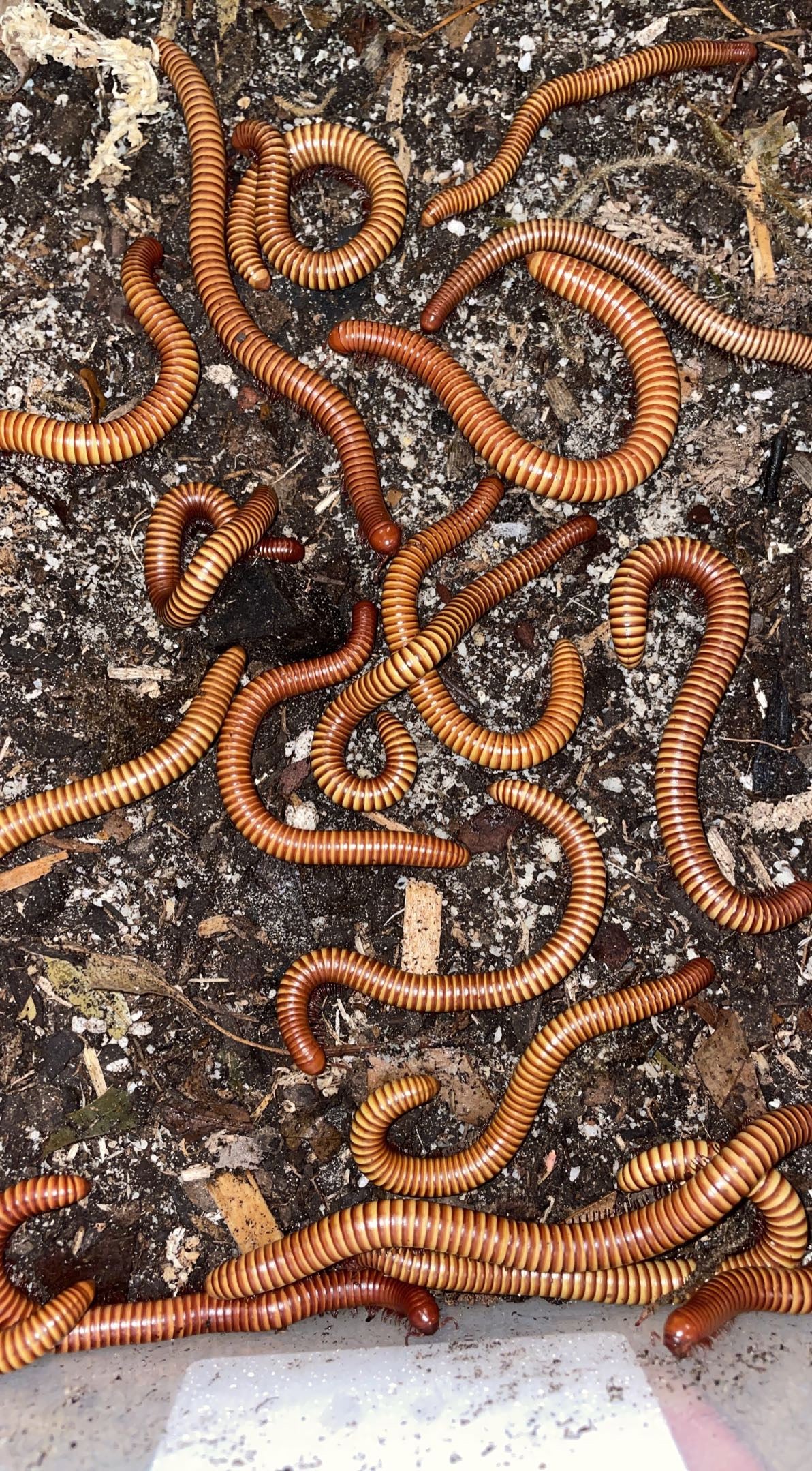 Texas Gold Desert Millipede (Orthoporus ornatus)