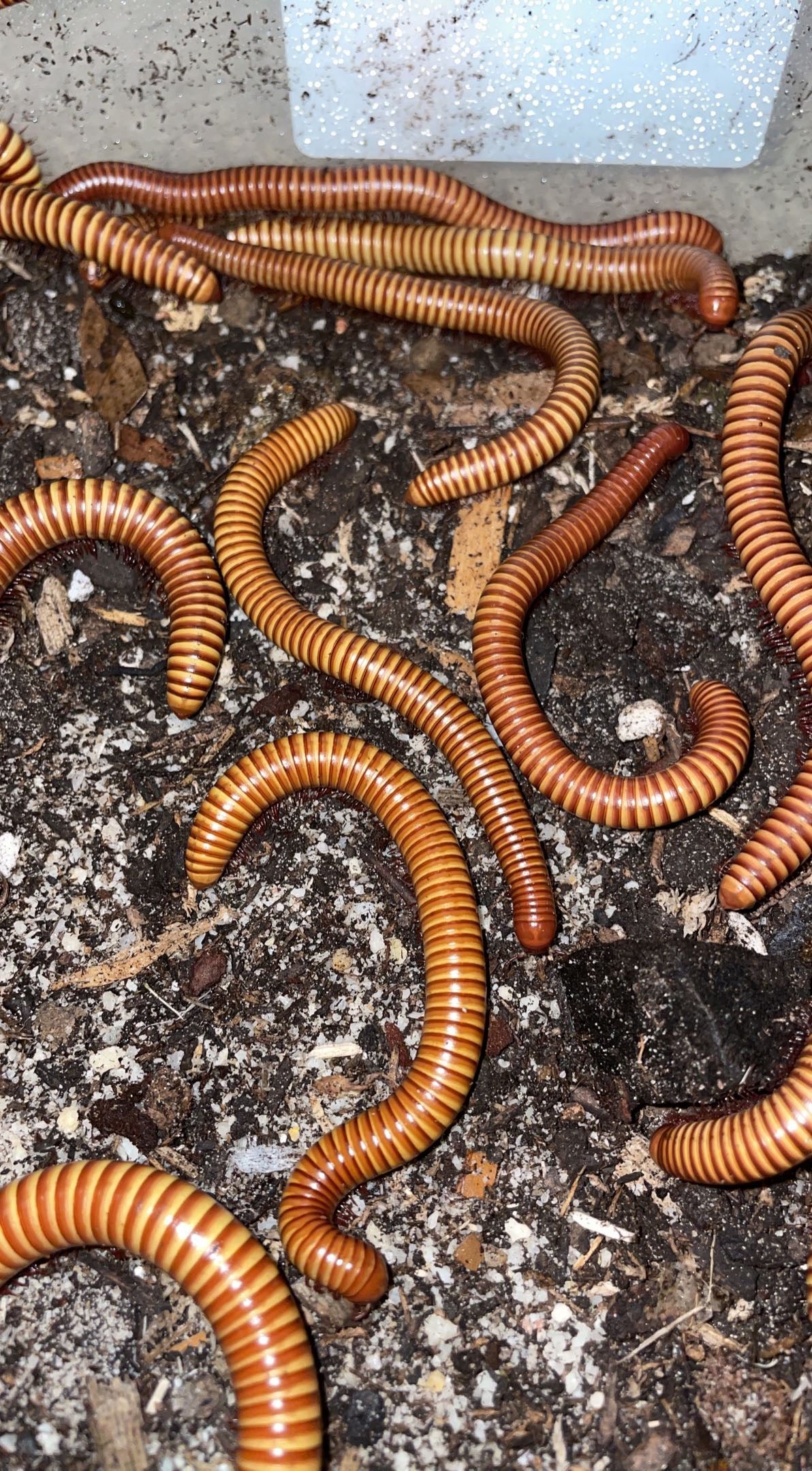 Texas Gold Desert Millipede (Orthoporus ornatus)