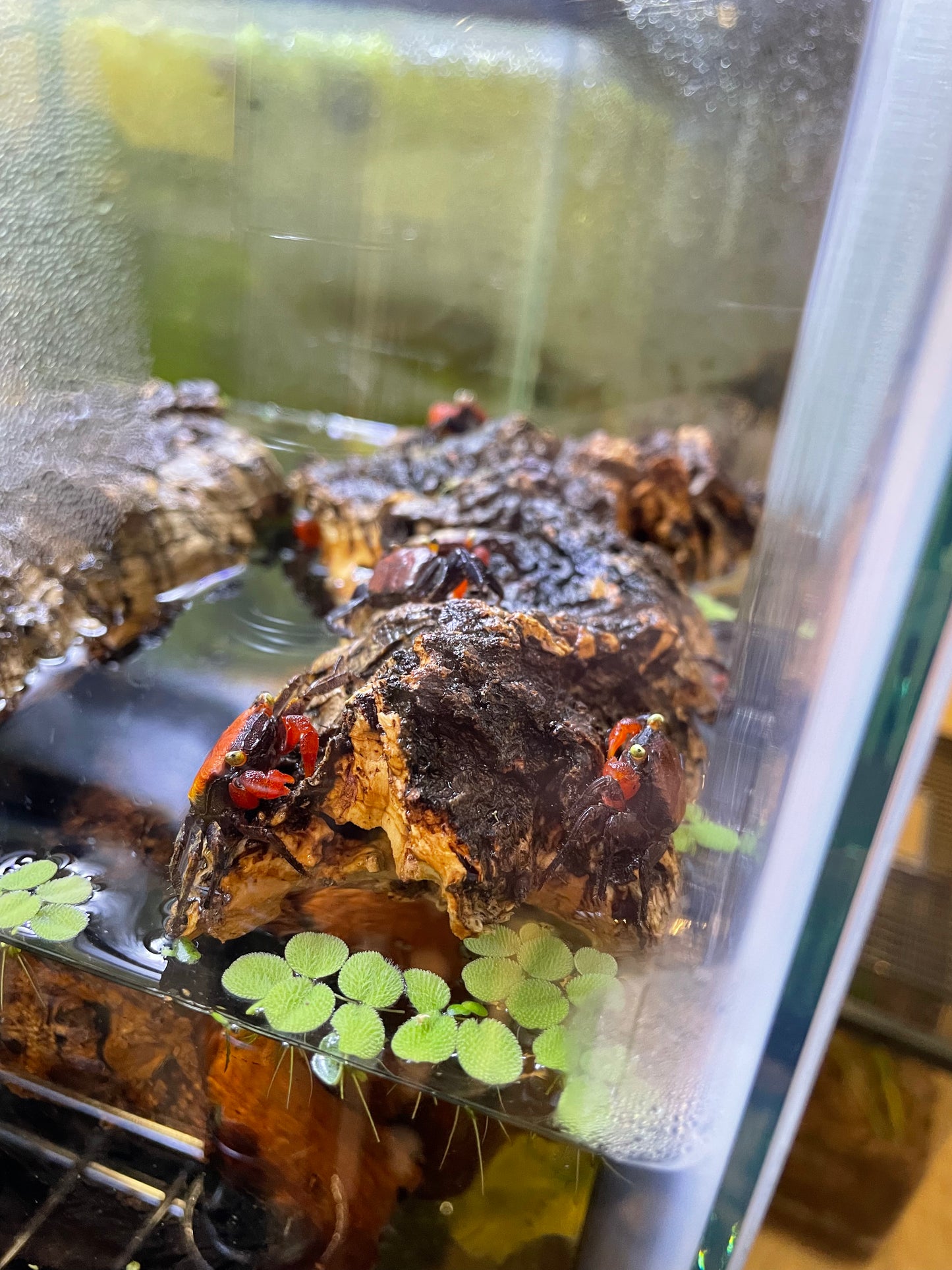 Red Devil Vampire Crab (Geosesarma hagen)