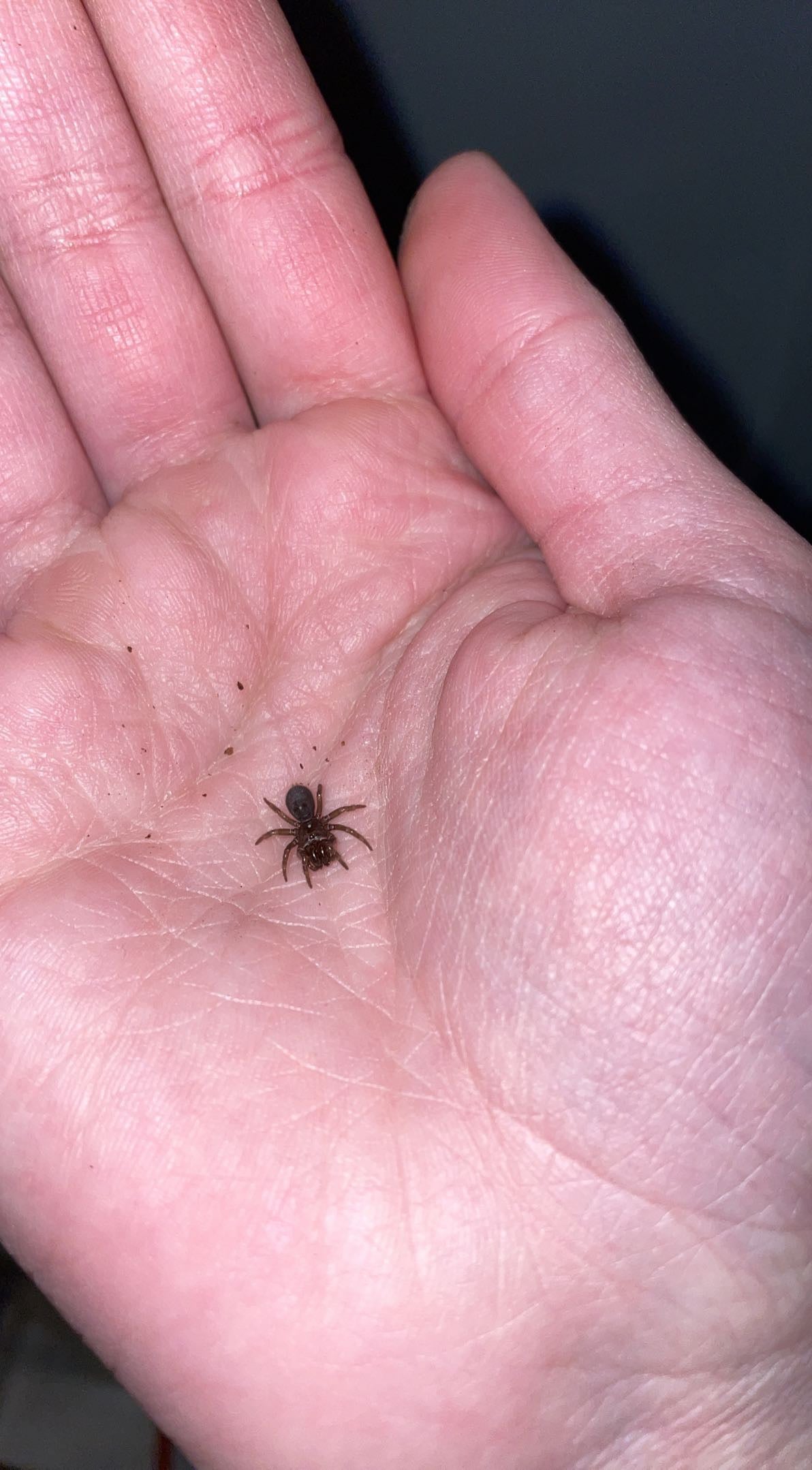 Red-legged Purseweb Spider (Sphodros rufipes)
