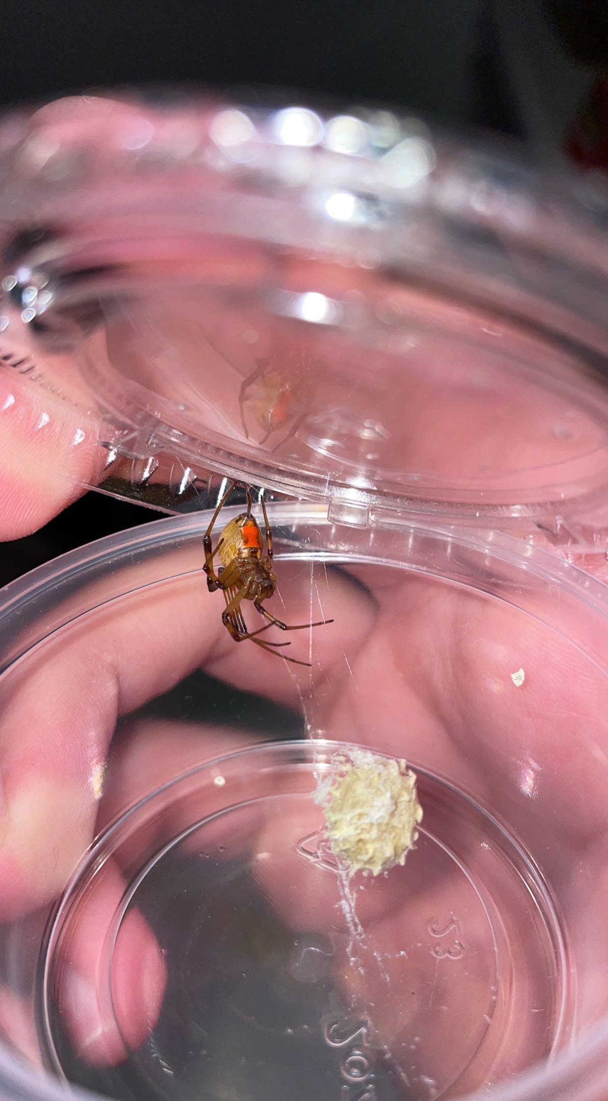 Ornate Brown Widow (Latrodectus geometricus)