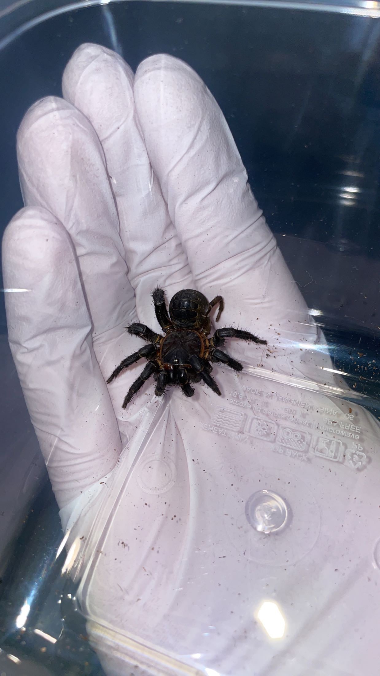 Black Armored Trapdoor Spider (Liphistius cf. jarujien/malayanus)