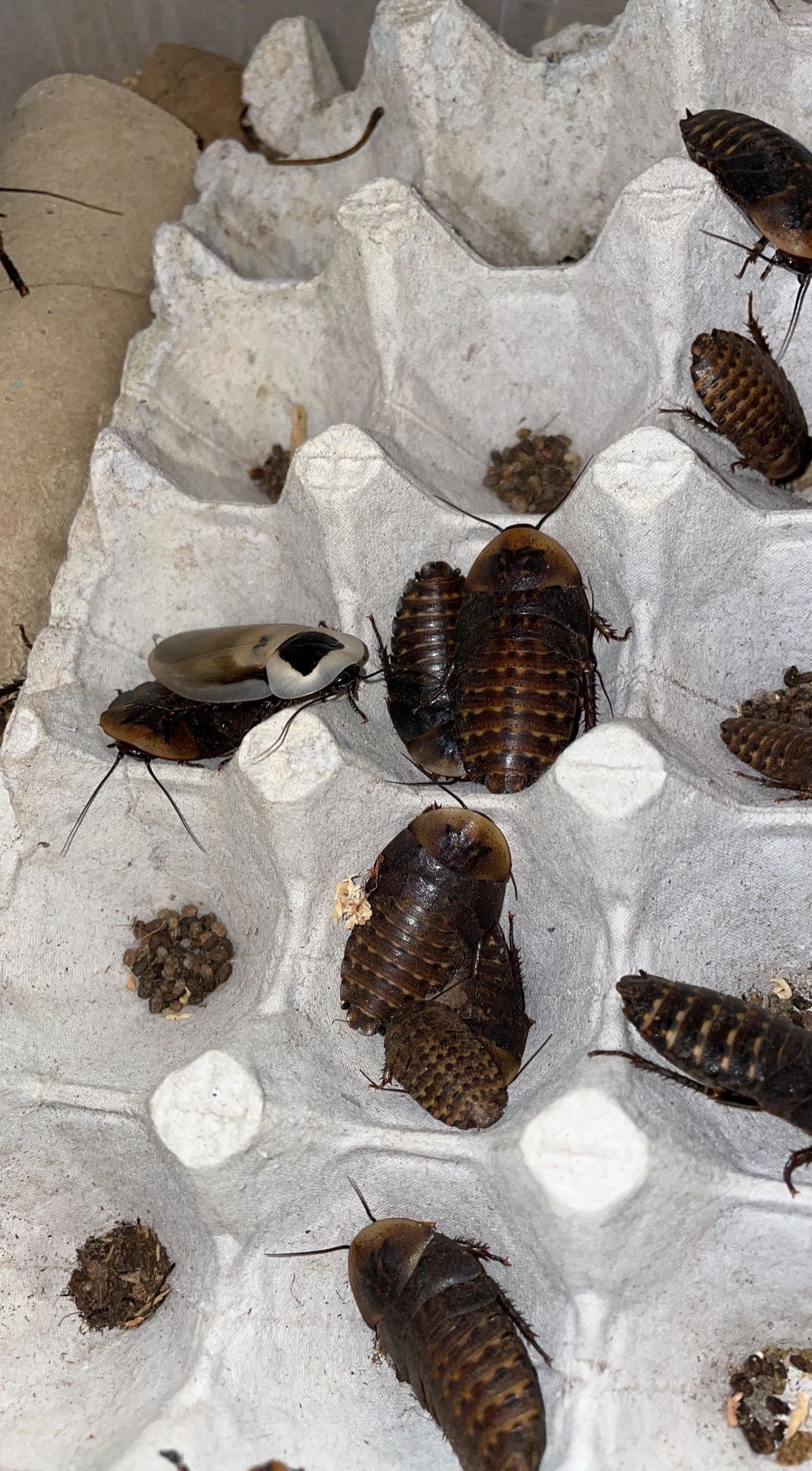 Polymorphic Cockroach (Blaberus atropos) "Miami, FL"