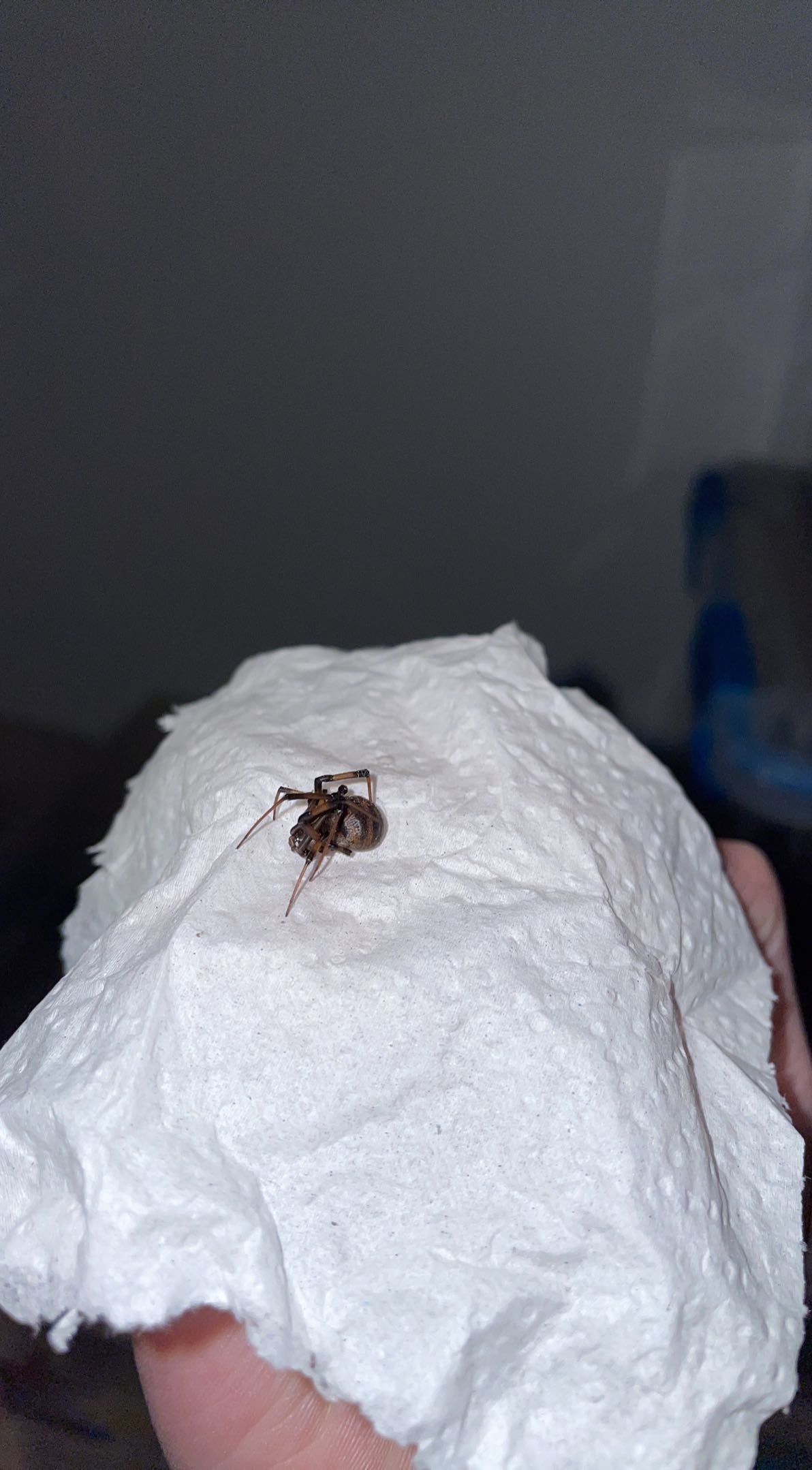 Ornate Brown Widow (Latrodectus geometricus)