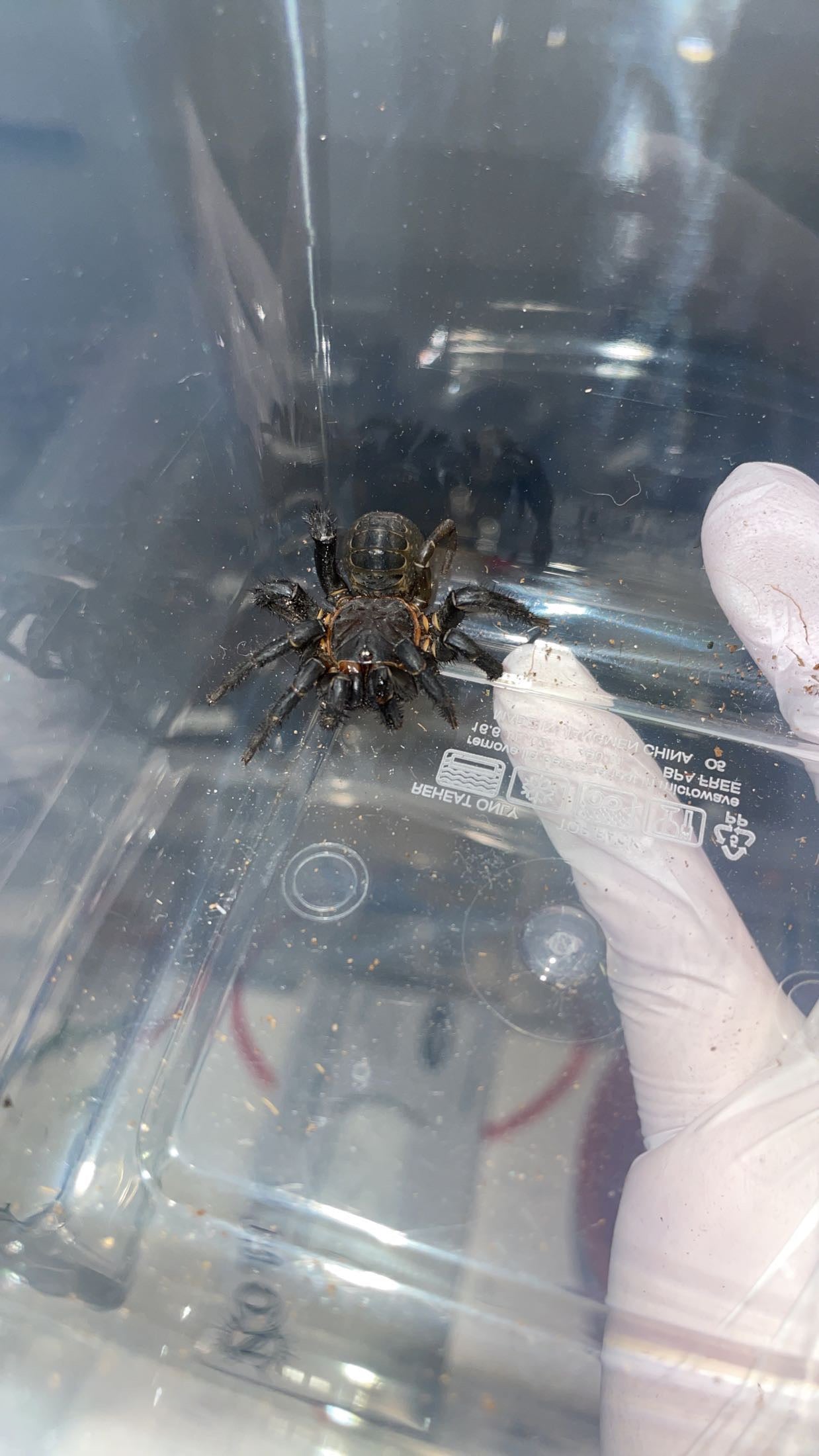Black Armored Trapdoor Spider (Liphistius cf. jarujien/malayanus)