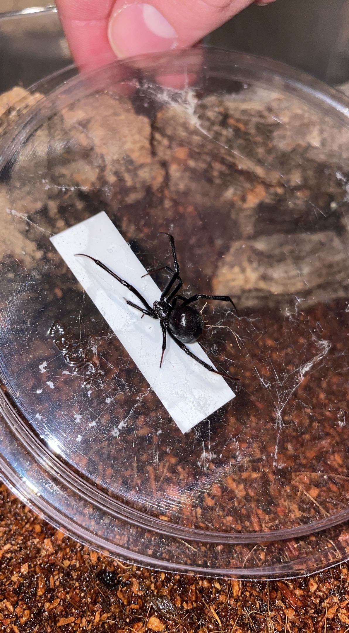 Western Black Widow (Latrodectus hesperus)
