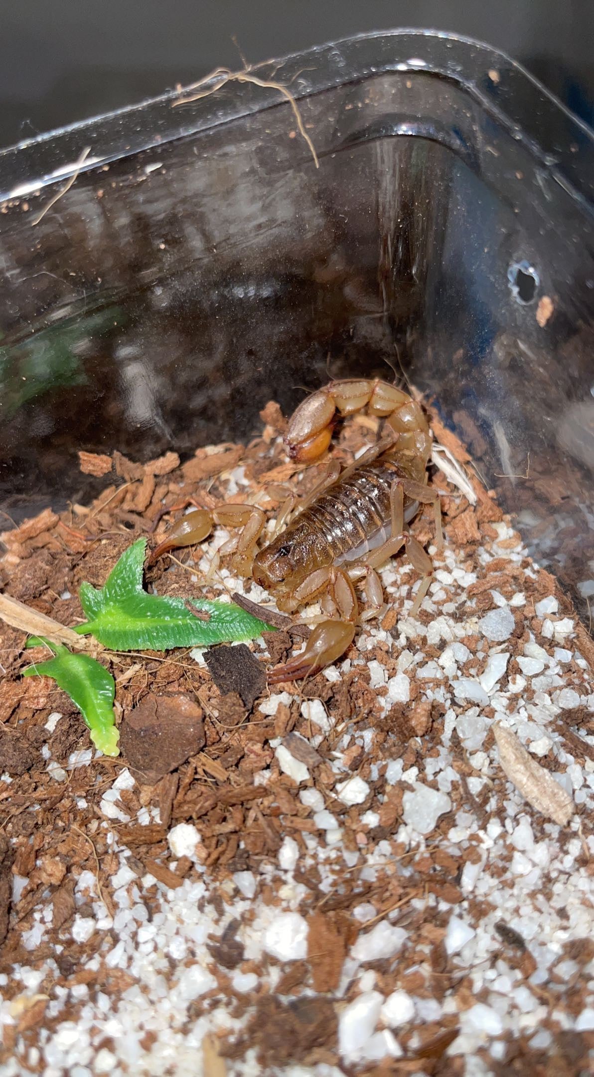 Striped Devil Scorpion (Paravaejovis spinigerus)