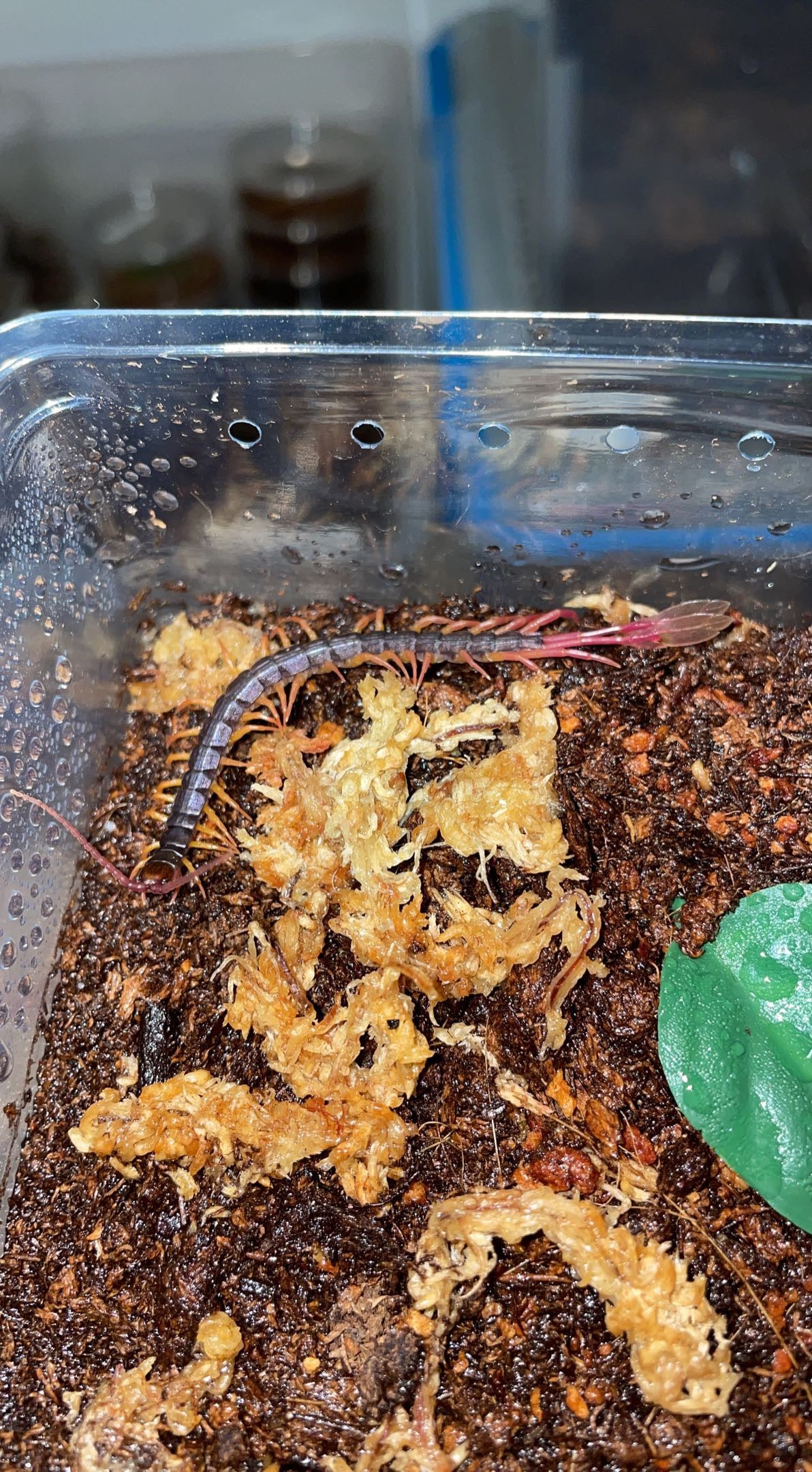 Feather-tail Centipede (Alipes grandidieri)