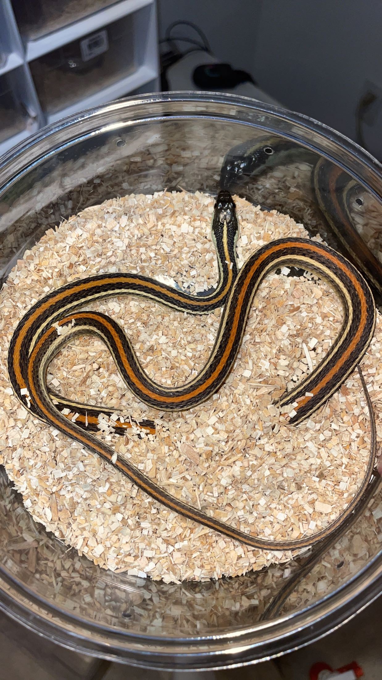 0.1 Proven LTC Dawson Co. TX Orange-striped Ribbon Snake (Thamnophis p. proximus)