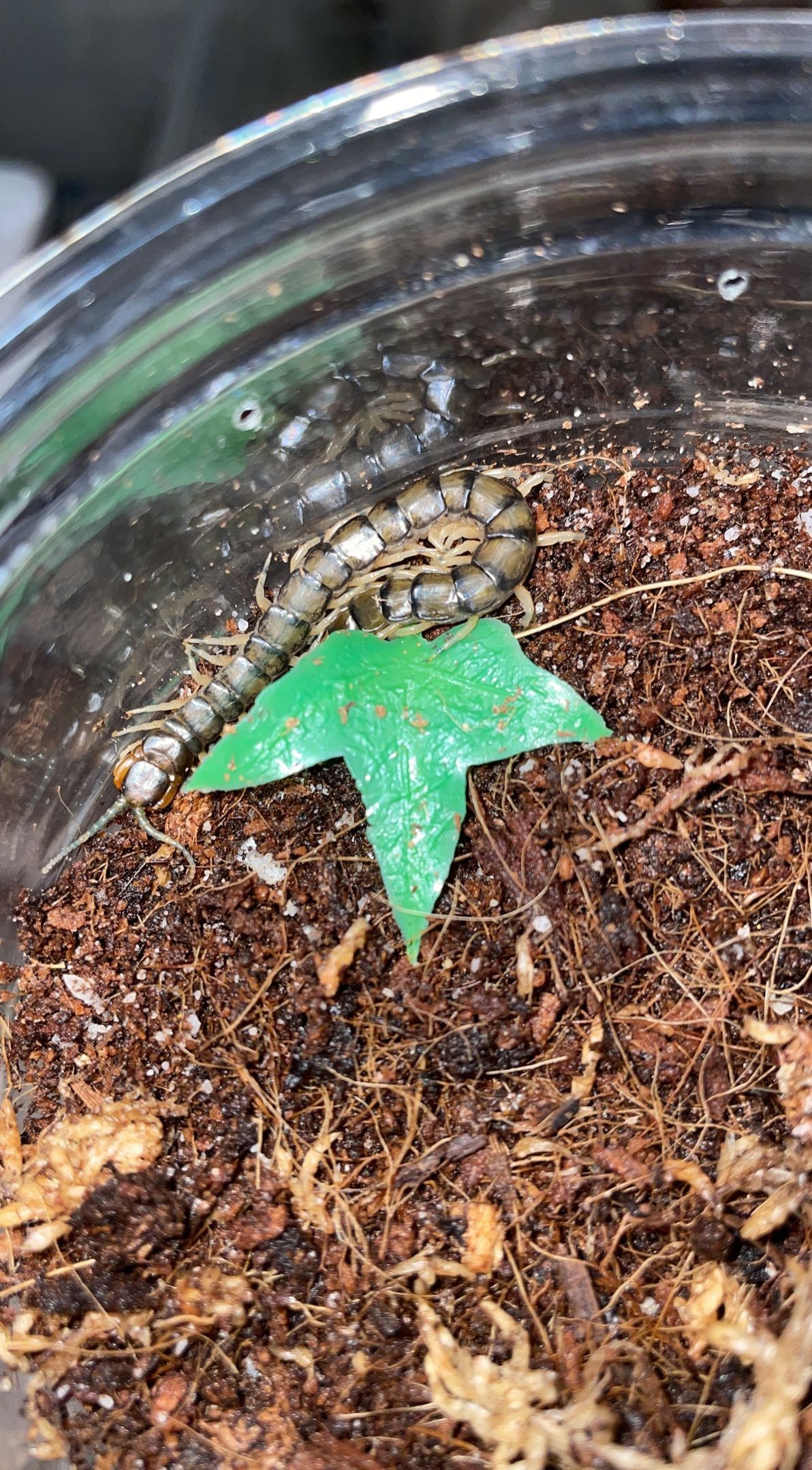 Eastern Bark Centipede (Hemiscolopendra marginata)