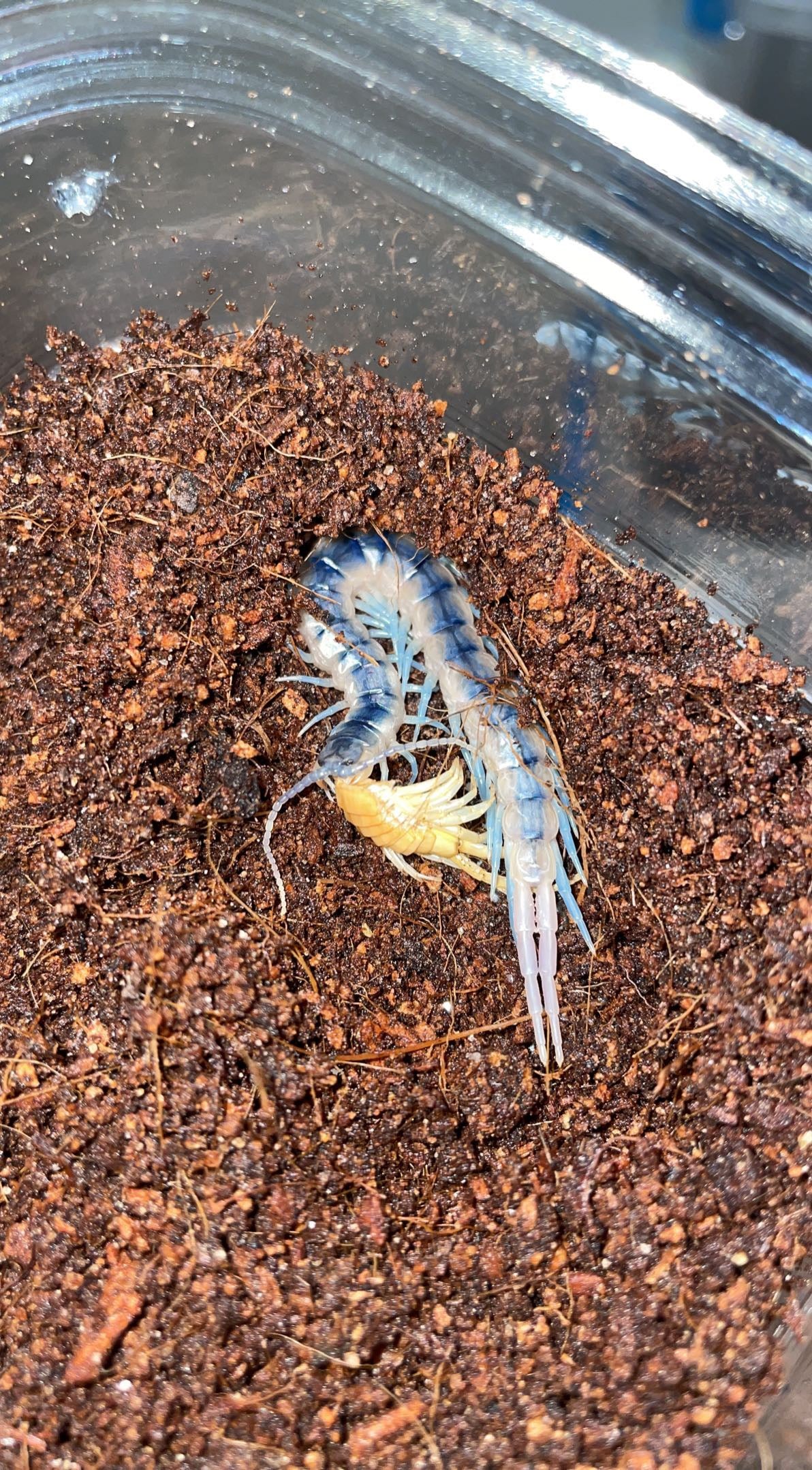 Florida Blue Centipede (Scolopendra viridis)
