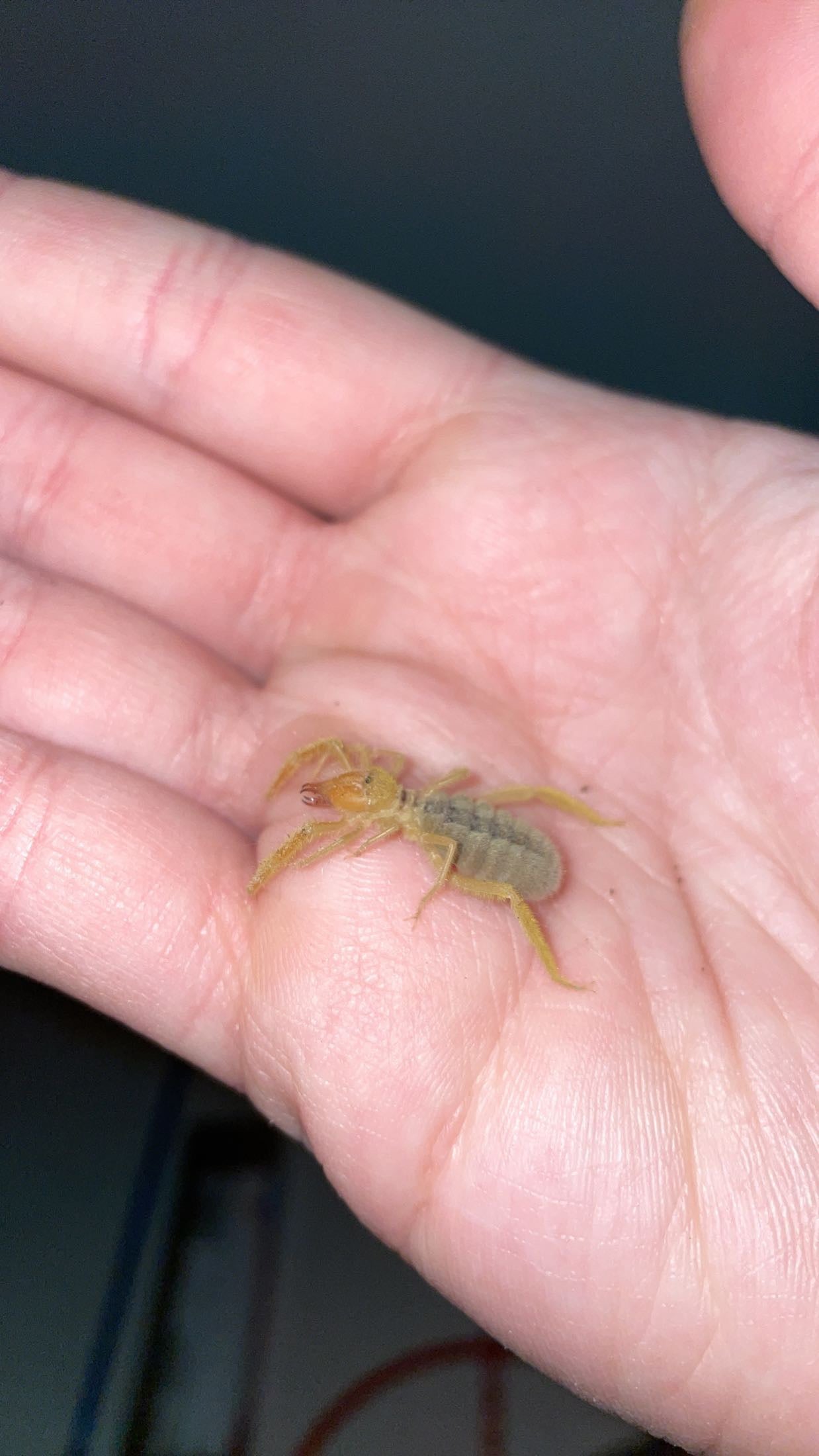 Fluffy Camel Spider (Paragaleodes sp. Egypt)