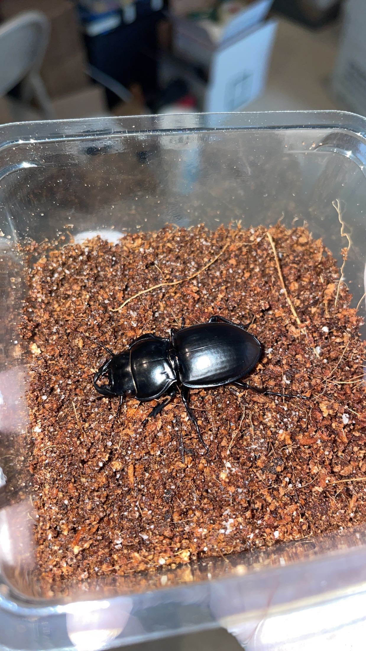 Margined Warrior Beetle (Pasimachus marginatus)