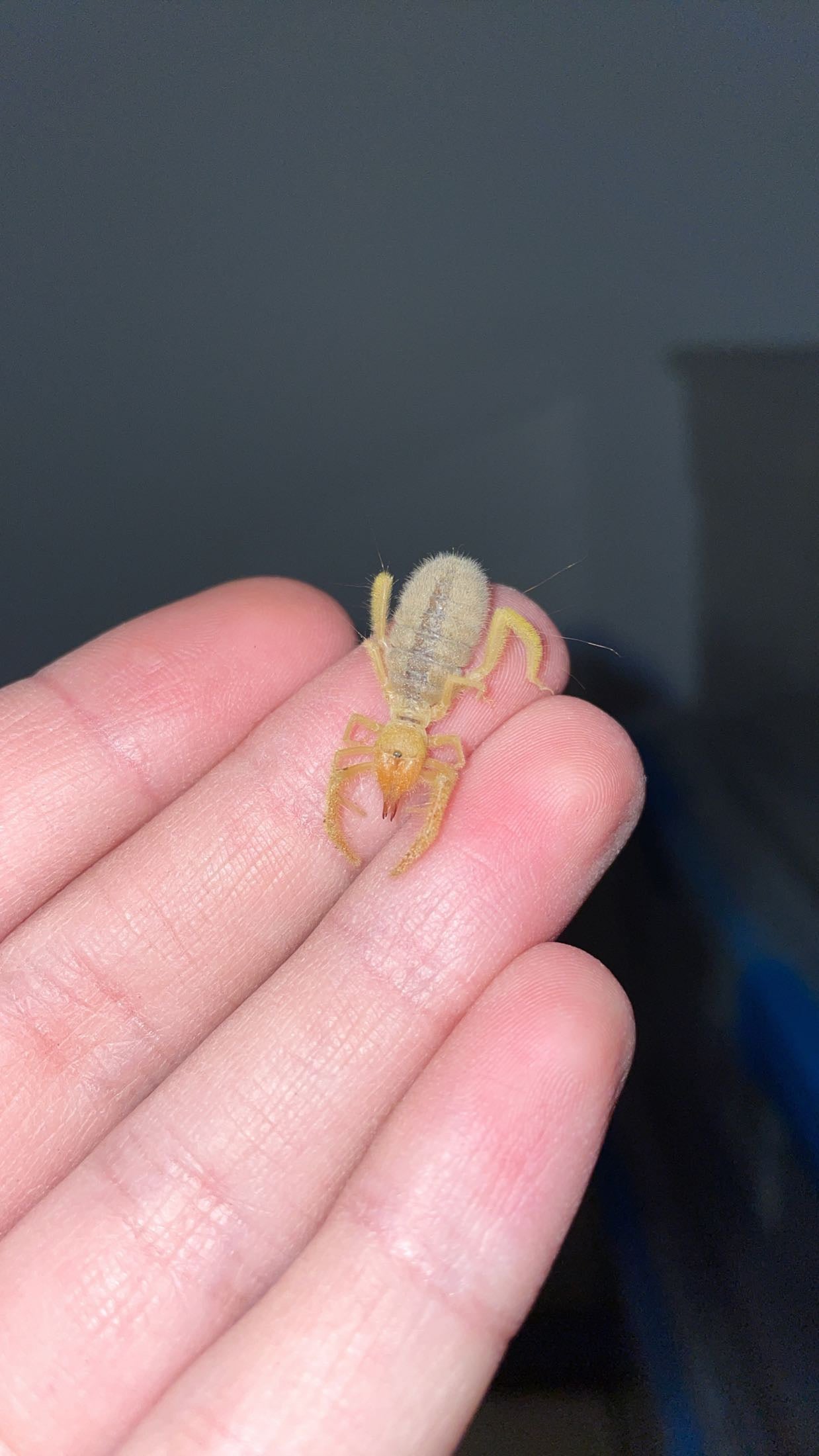 Fluffy Camel Spider (Paragaleodes sp. Egypt)