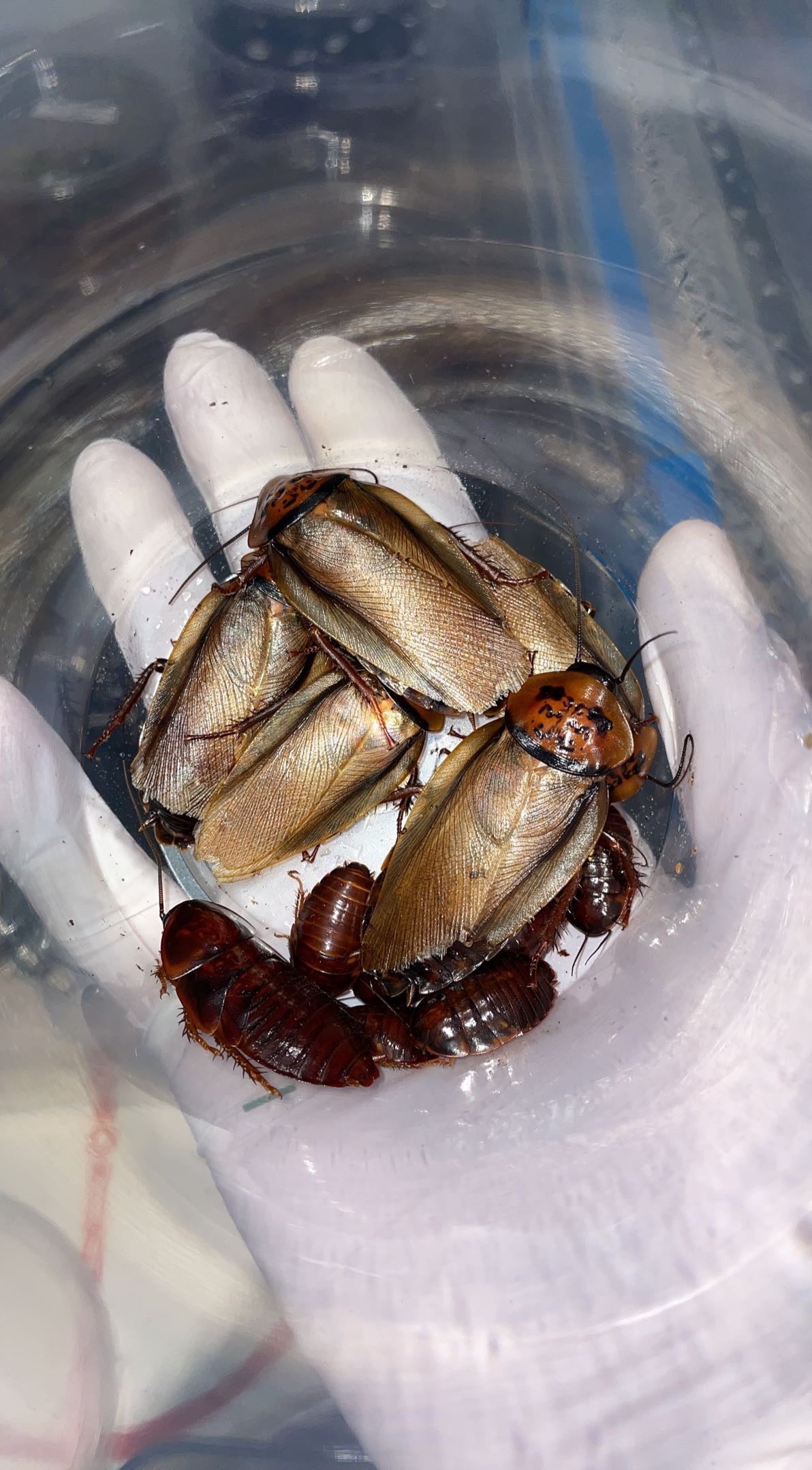 Orange-head Cockroach (Eublaberus posticus)