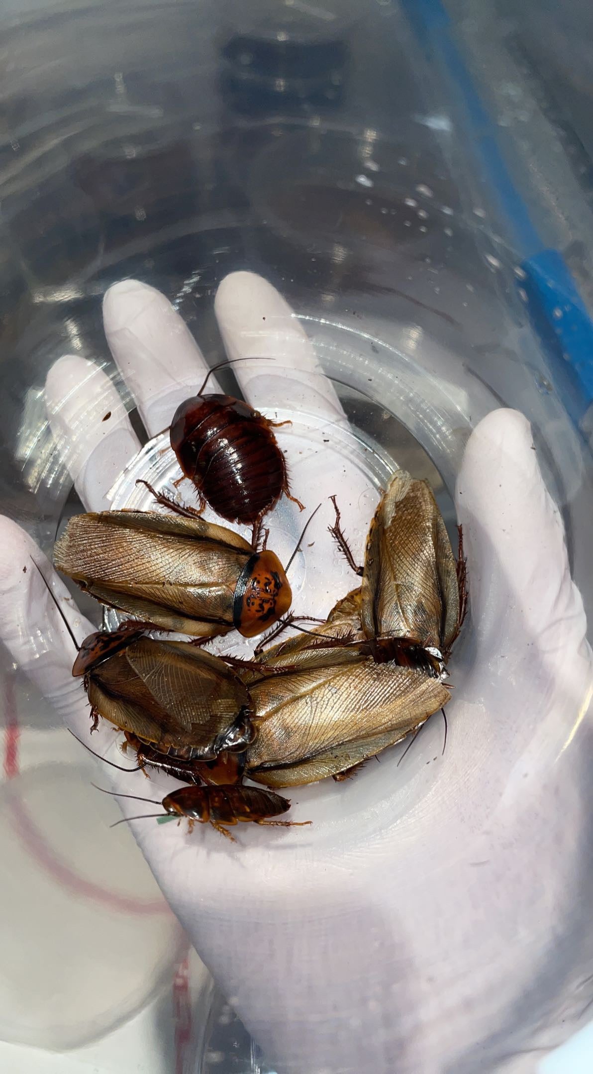 Orange-head Cockroach (Eublaberus posticus)