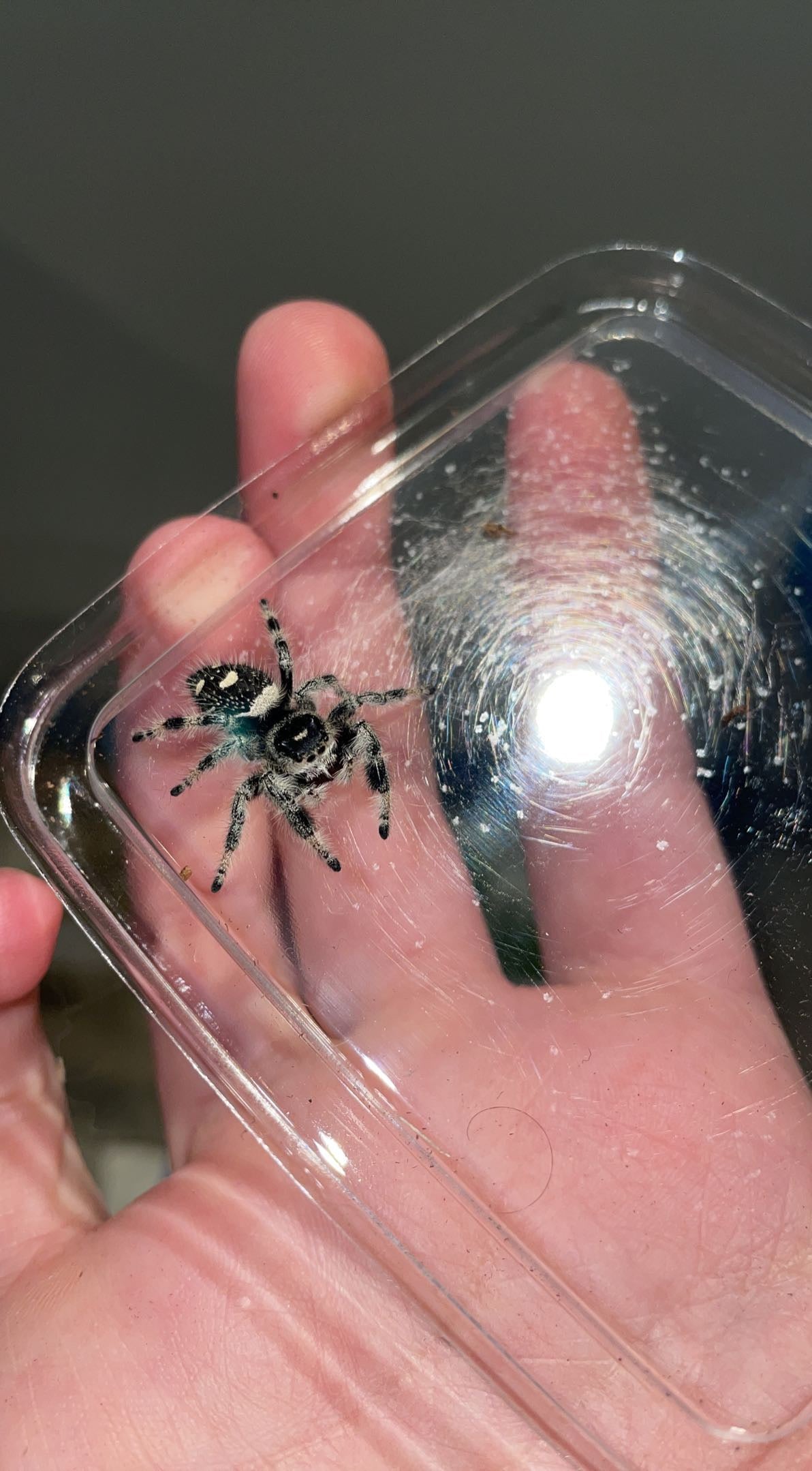Regal Jumping Spider (Phidippus regius)
