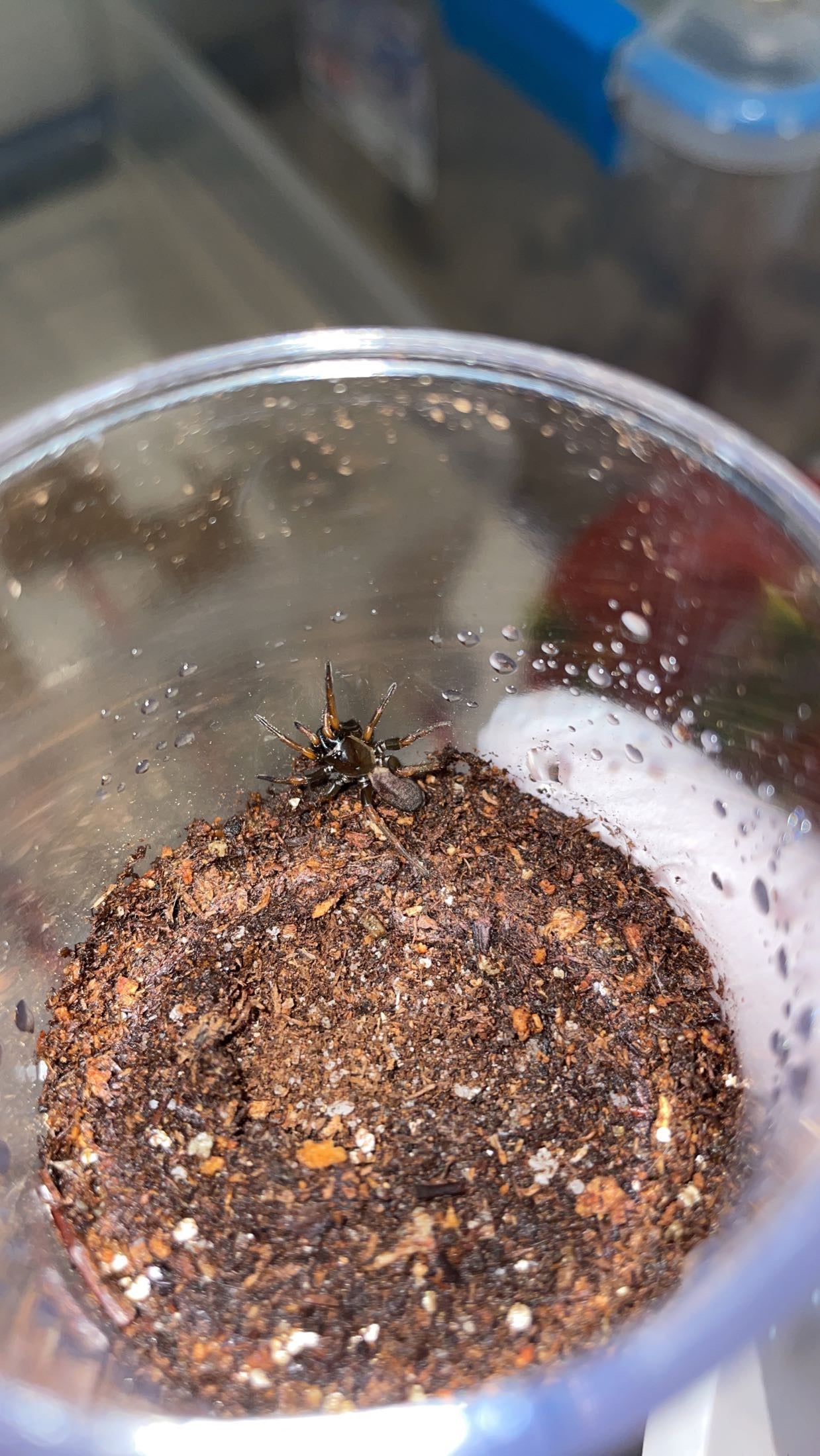 Thai Tube Trapdoor Spider (Damarchus workmani)