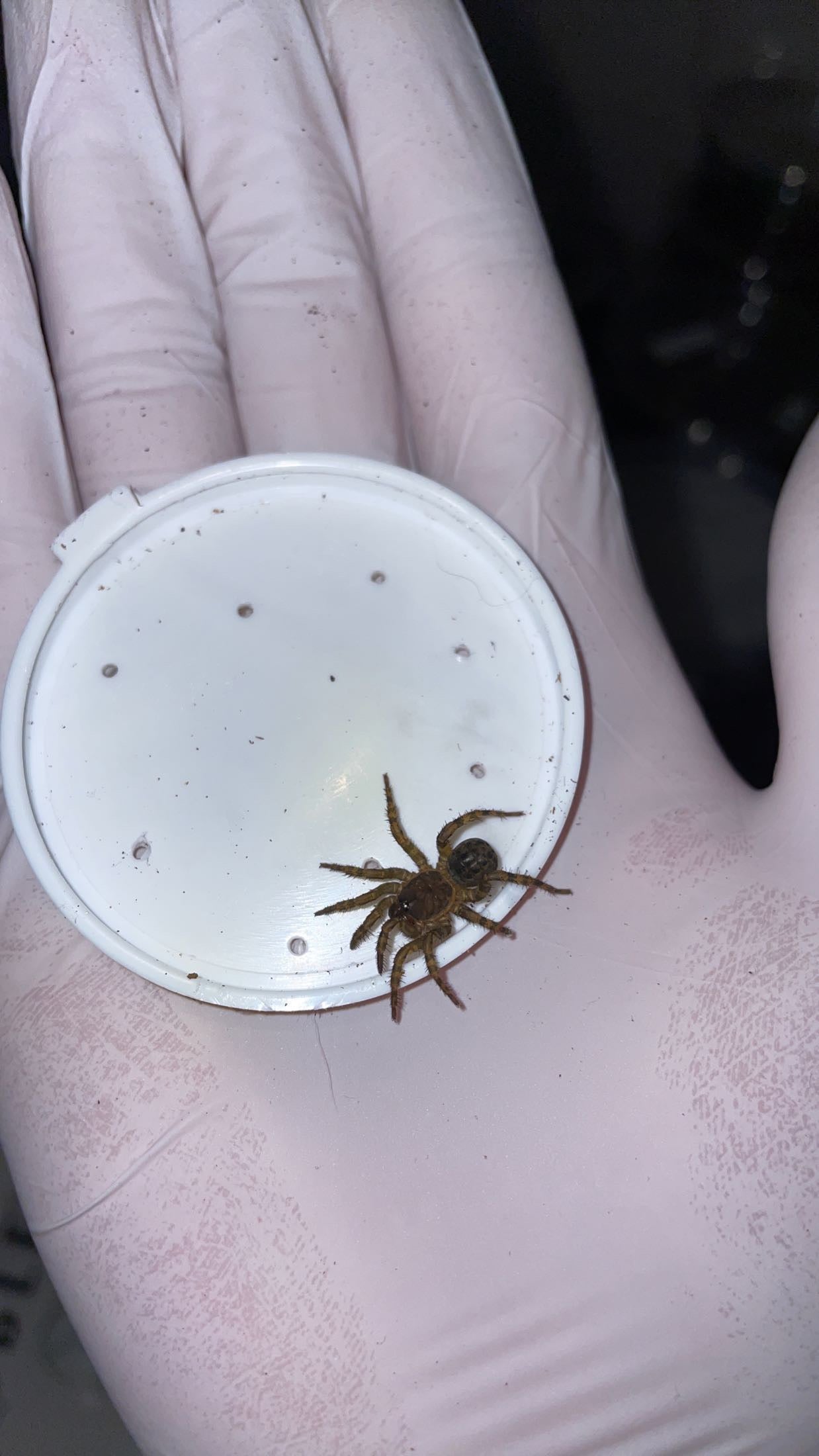 Black Armored Trapdoor Spider (Liphistius cf. jarujien/malayanus)