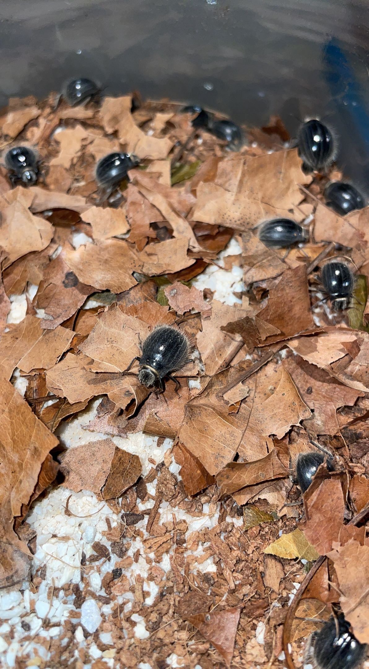 Hairy Dune Beetle (Edrotes ventricosus)