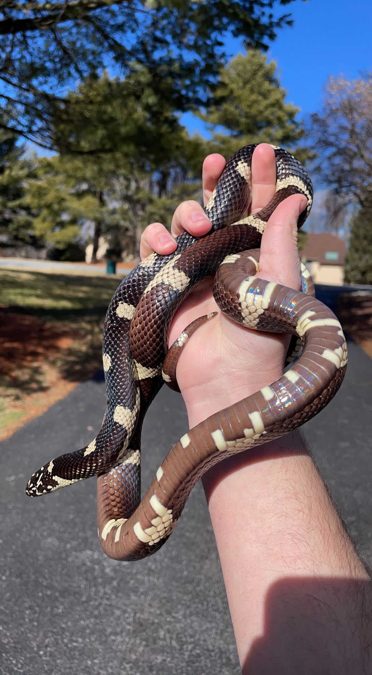 1.0 Hamilton Co. FL Eastern Kingsnake (Lampropeltis getula)